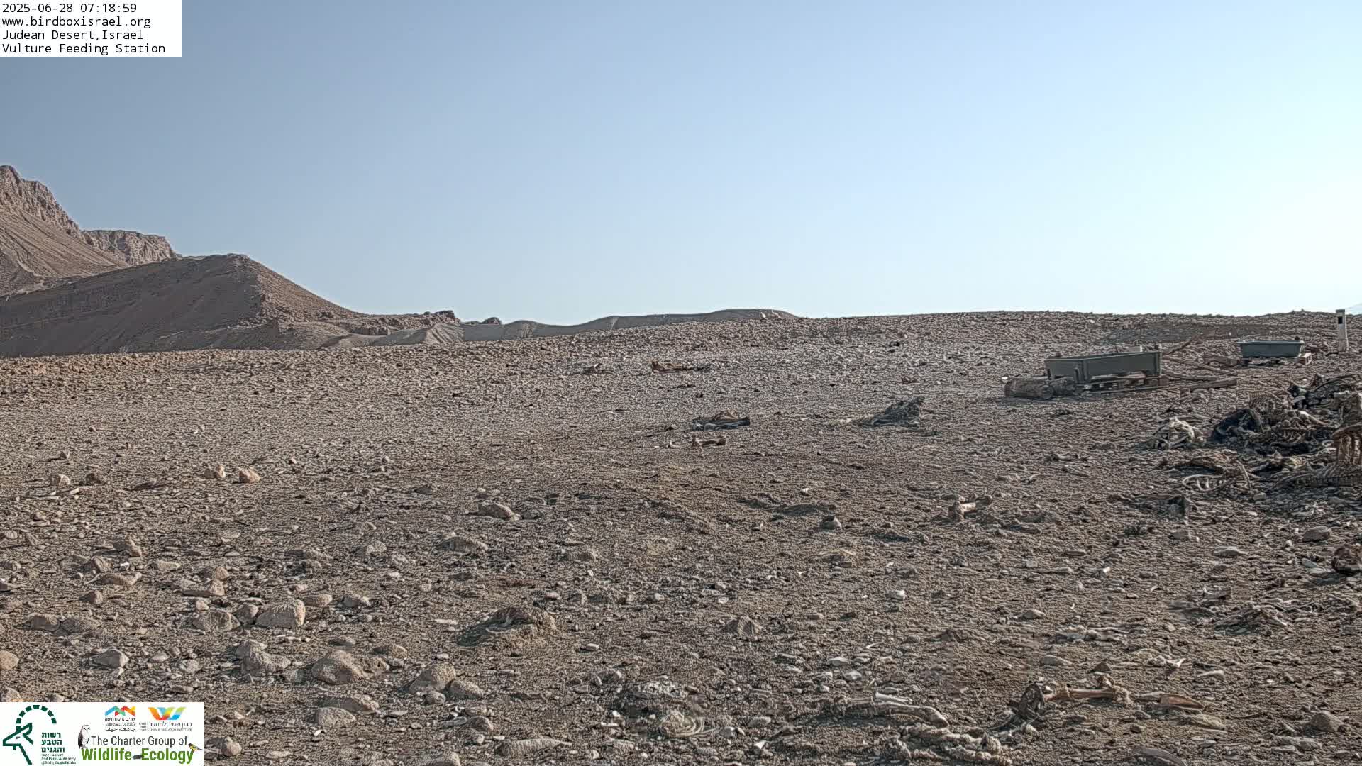 Midbar Yehuda (Judean Desert) Vulture Feeding Live Cam - Ubeidiya, Bethlehem, Palestine