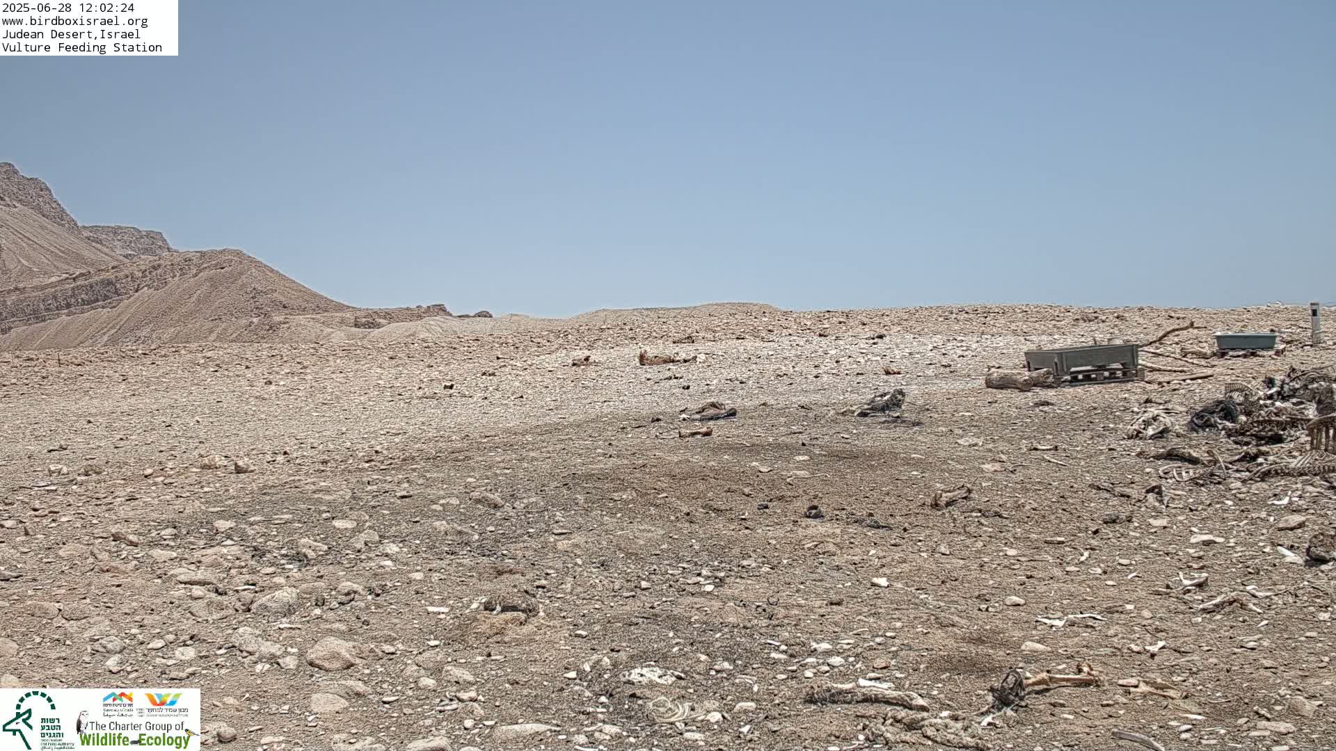 Midbar Yehuda (Judean Desert) Vulture Feeding Live Cam - Ubeidiya, Bethlehem, Palestine