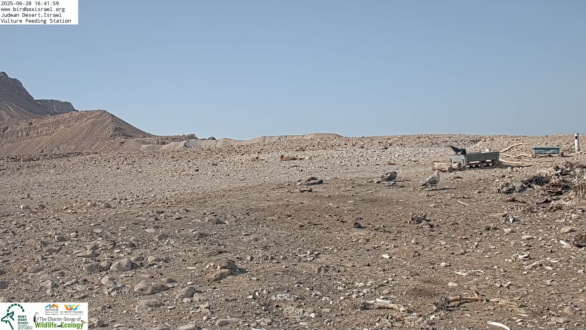 Midbar Yehuda (Judean Desert) Vulture Feeding Live Cam - Ubeidiya, Bethlehem, Palestine