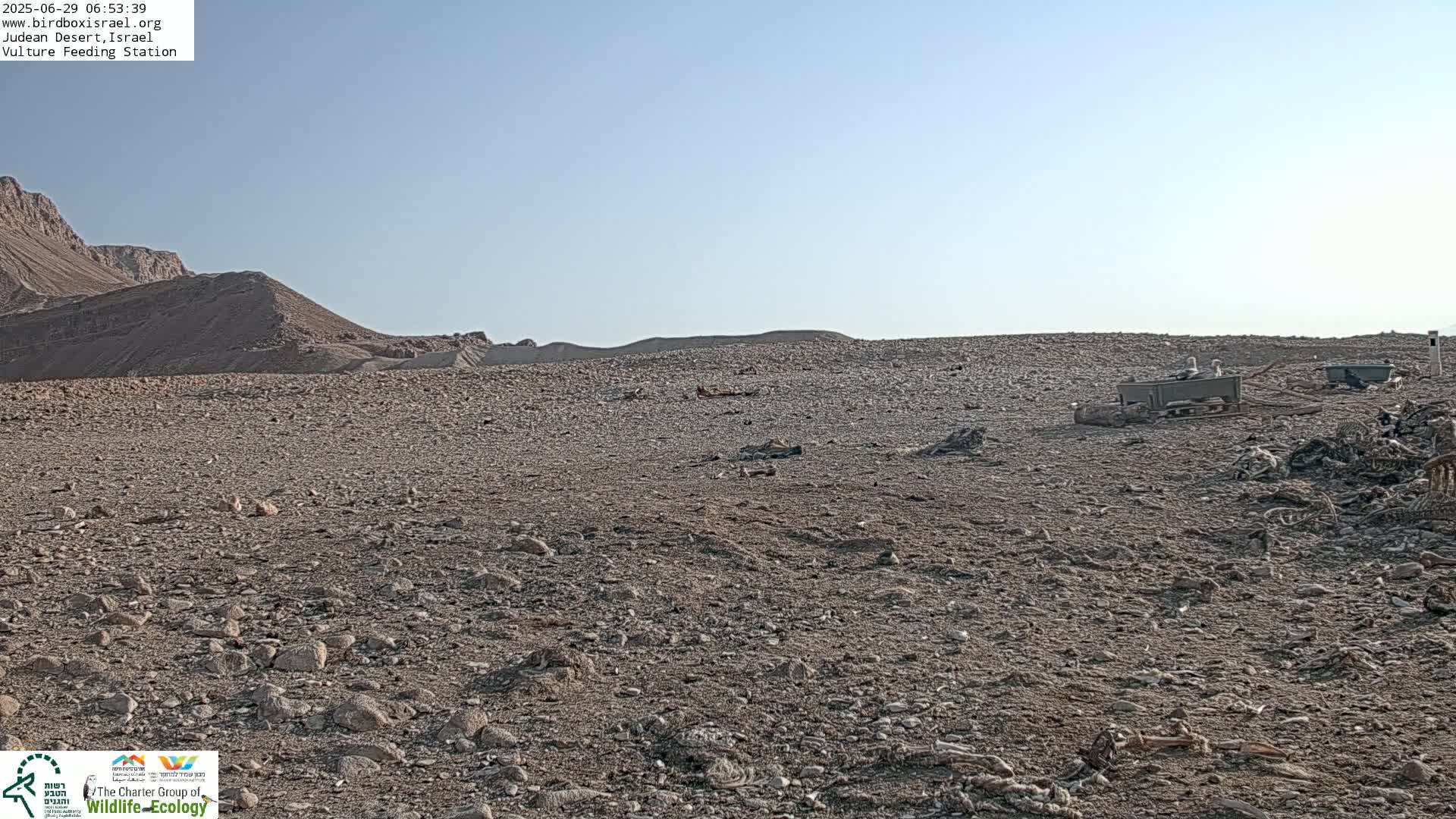 Midbar Yehuda (Judean Desert) Vulture Feeding Live Cam - Ubeidiya, Bethlehem, Palestine