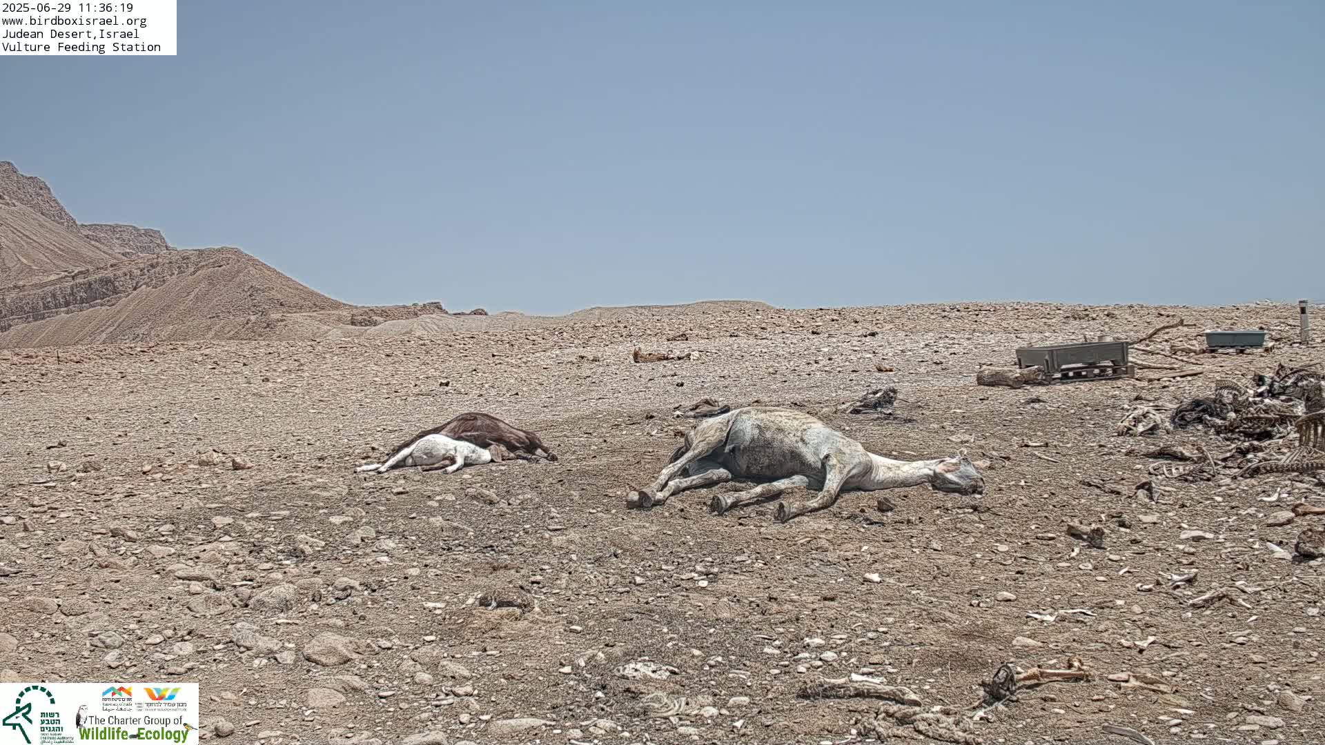 Midbar Yehuda (Judean Desert) Vulture Feeding Live Cam - Ubeidiya, Bethlehem, Palestine