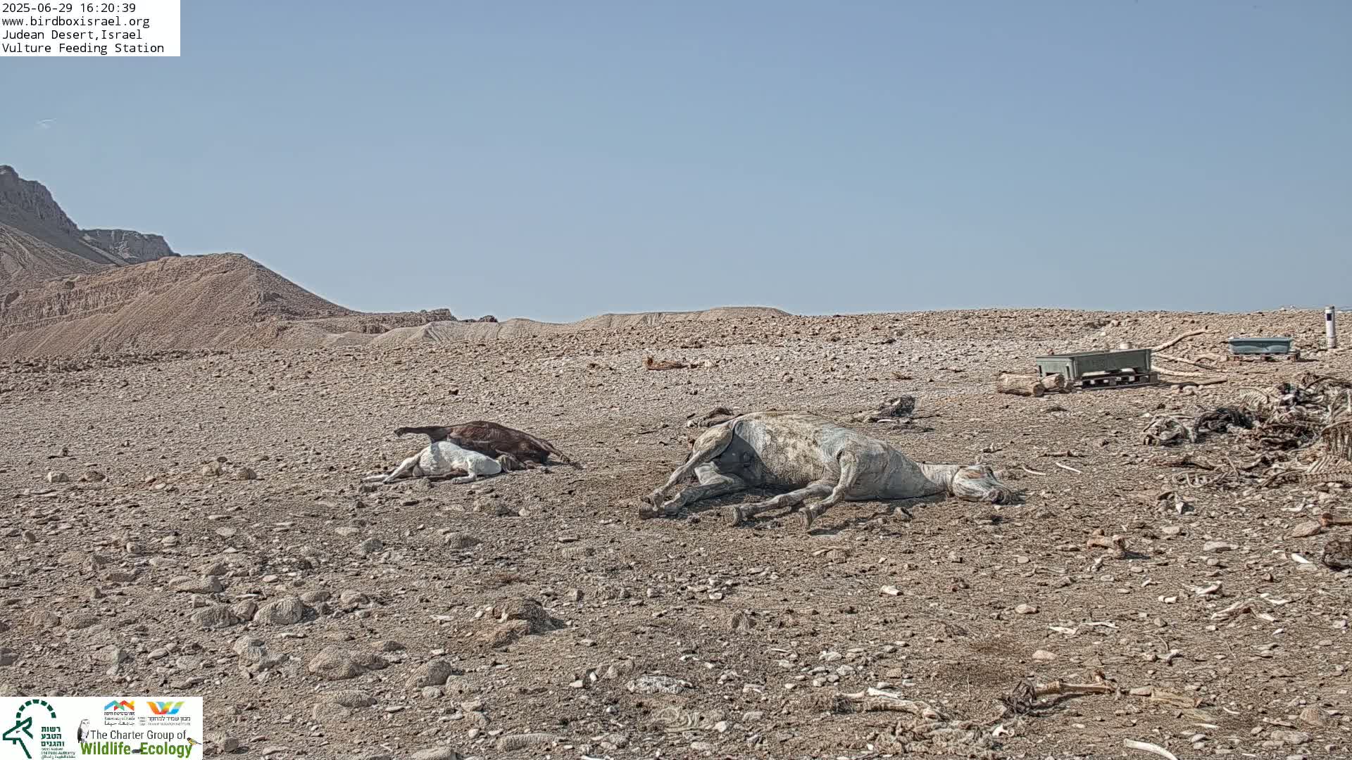 Midbar Yehuda (Judean Desert) Vulture Feeding Live Cam - Ubeidiya, Bethlehem, Palestine