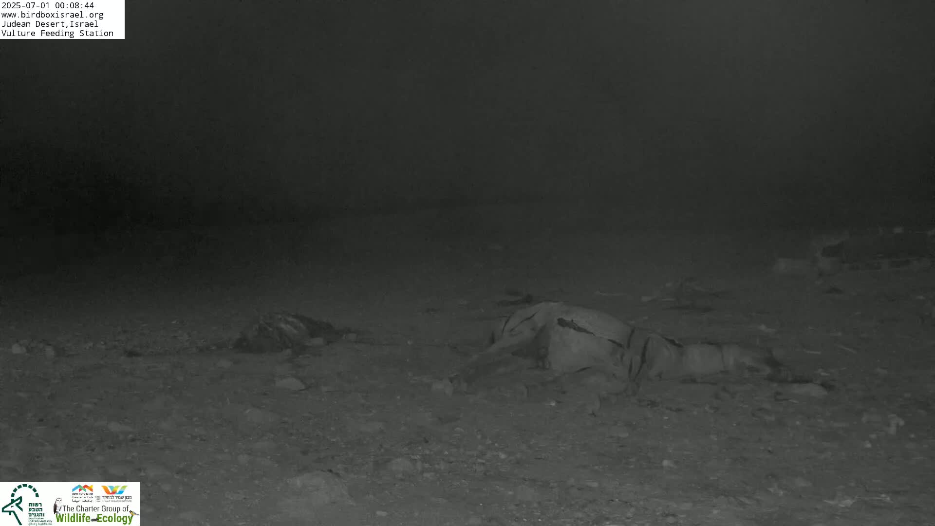 Midbar Yehuda (Judean Desert) Vulture Feeding Live Cam - Ubeidiya, Bethlehem, Palestine