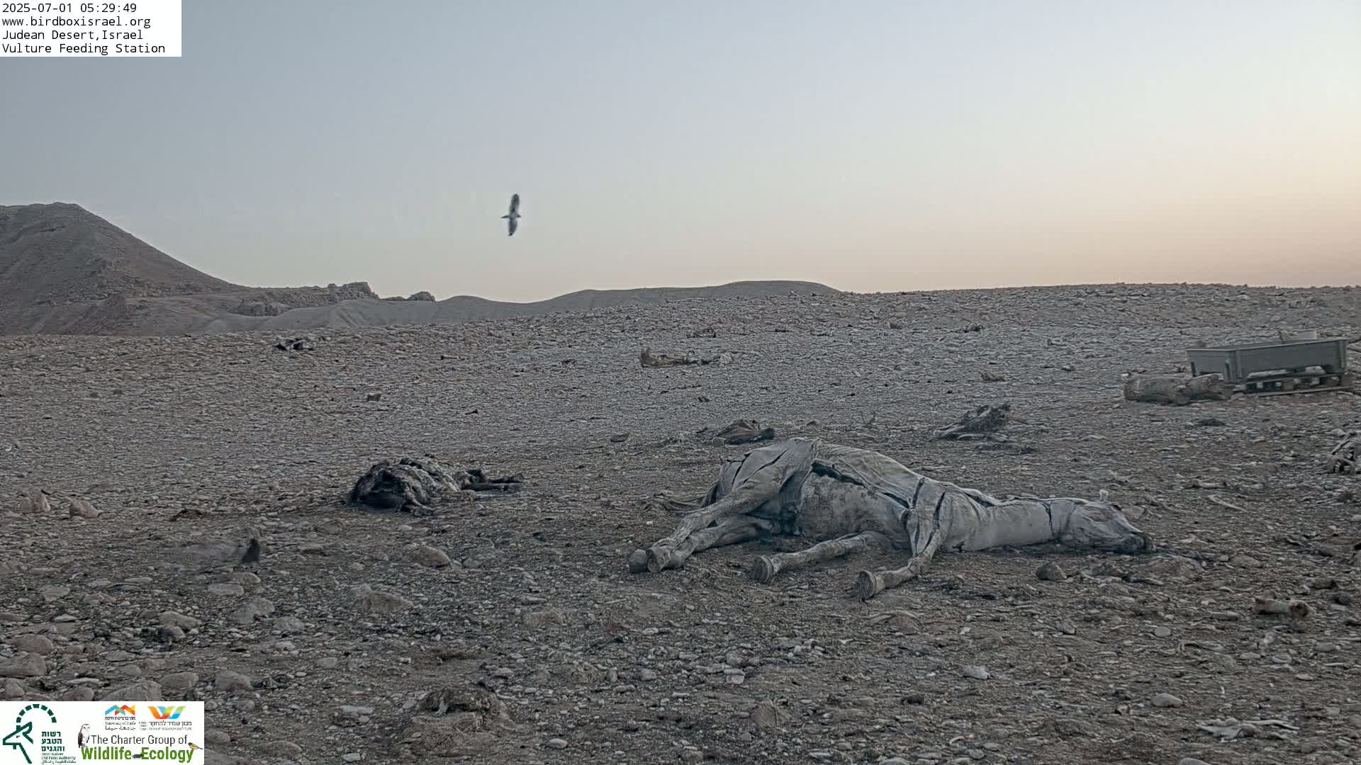 Midbar Yehuda (Judean Desert) Vulture Feeding Live Cam - Ubeidiya, Bethlehem, Palestine