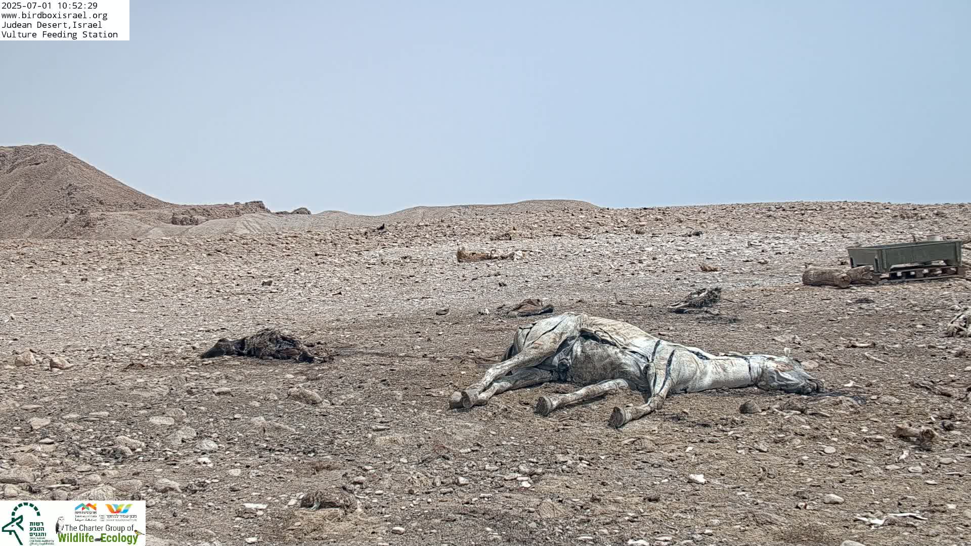 A dead horse lies on dry, rocky ground under a clear sky in a desert landscape.