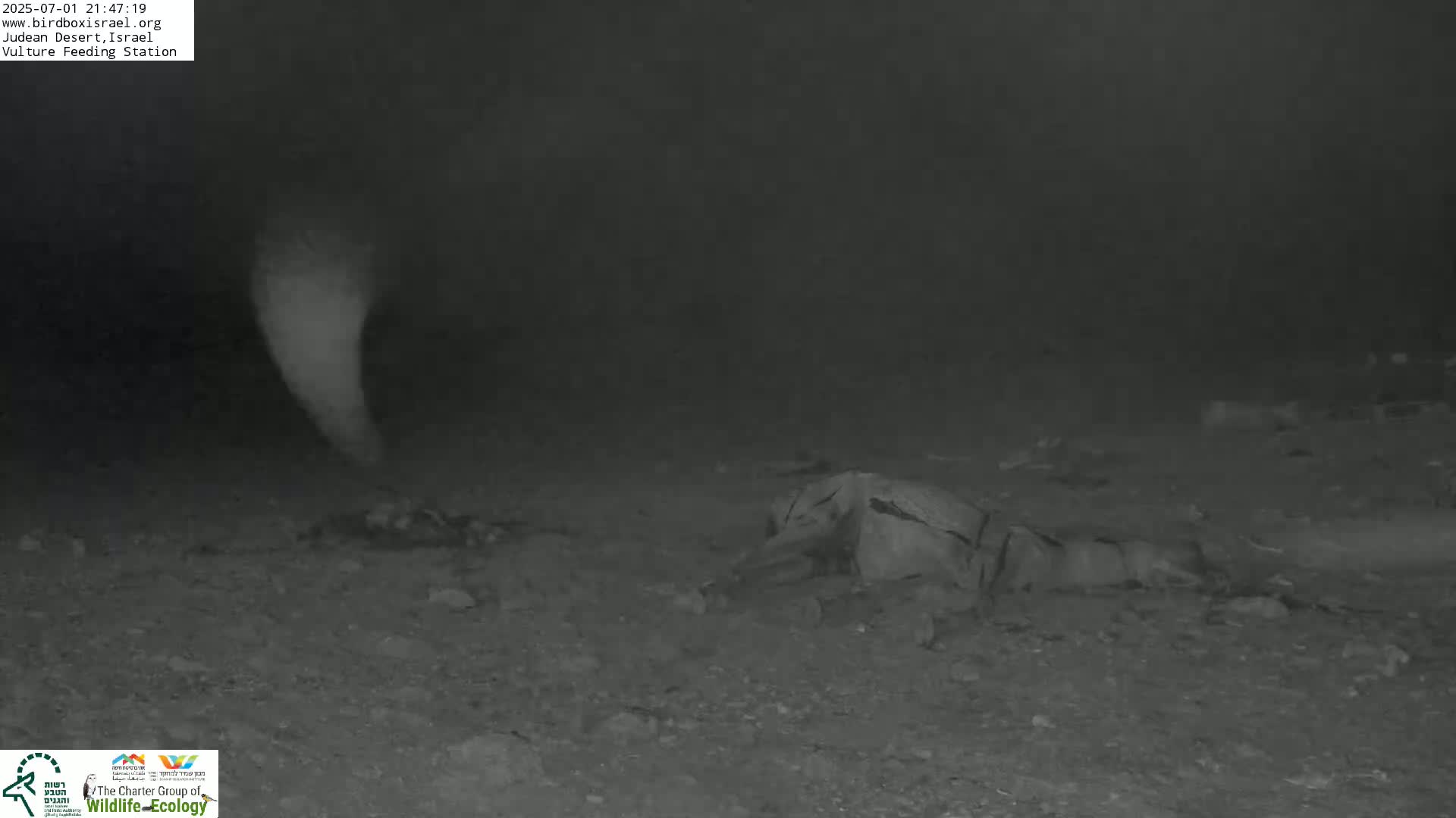 Midbar Yehuda (Judean Desert) Vulture Feeding Live Cam - Ubeidiya, Bethlehem, Palestine