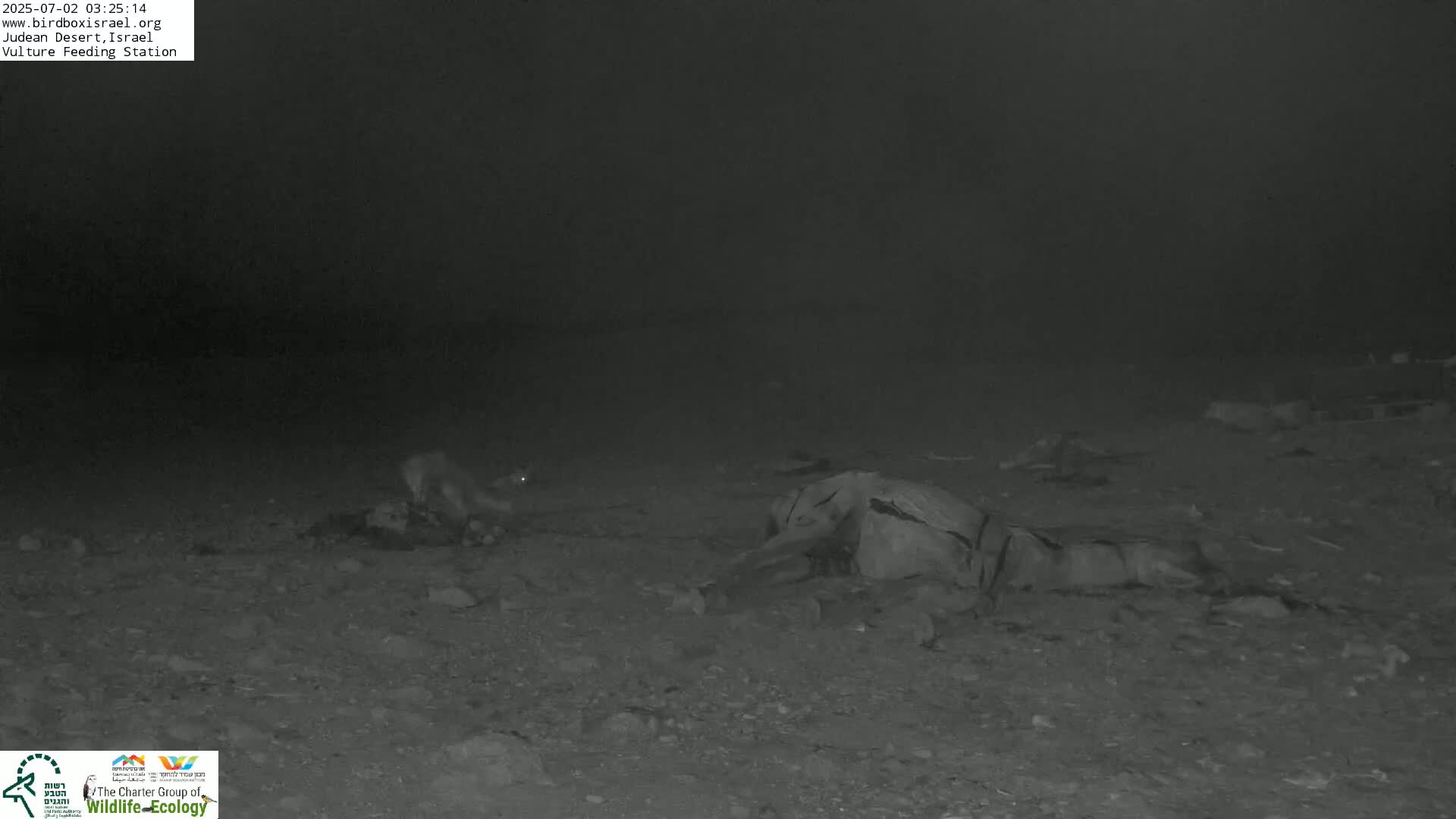 Midbar Yehuda (Judean Desert) Vulture Feeding Live Cam - Ubeidiya, Bethlehem, Palestine