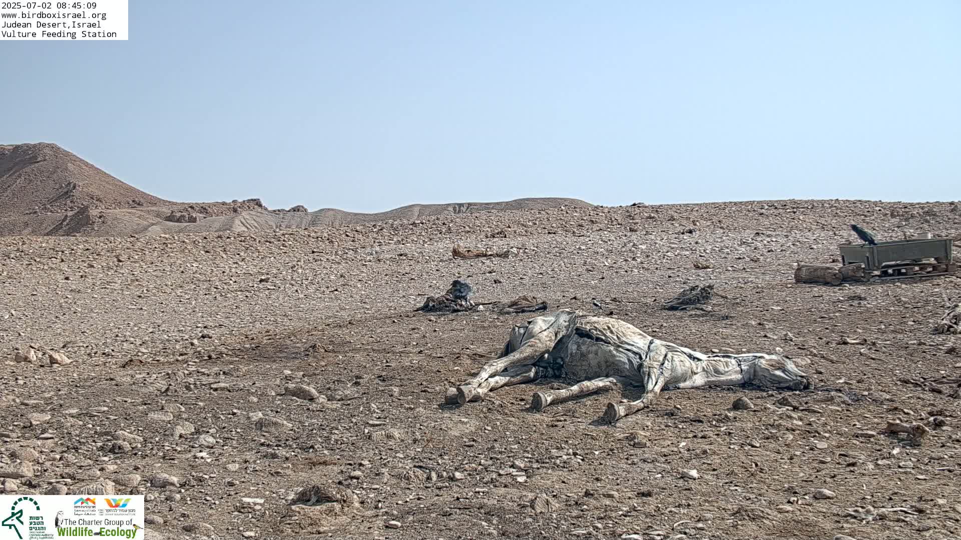 Midbar Yehuda (Judean Desert) Vulture Feeding Live Cam - Ubeidiya, Bethlehem, Palestine