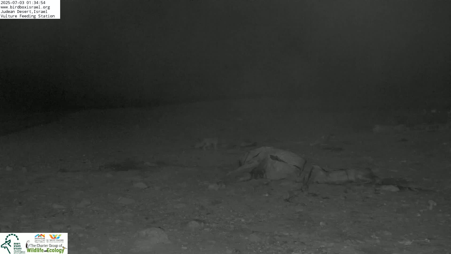 Midbar Yehuda (Judean Desert) Vulture Feeding Live Cam - Ubeidiya, Bethlehem, Palestine