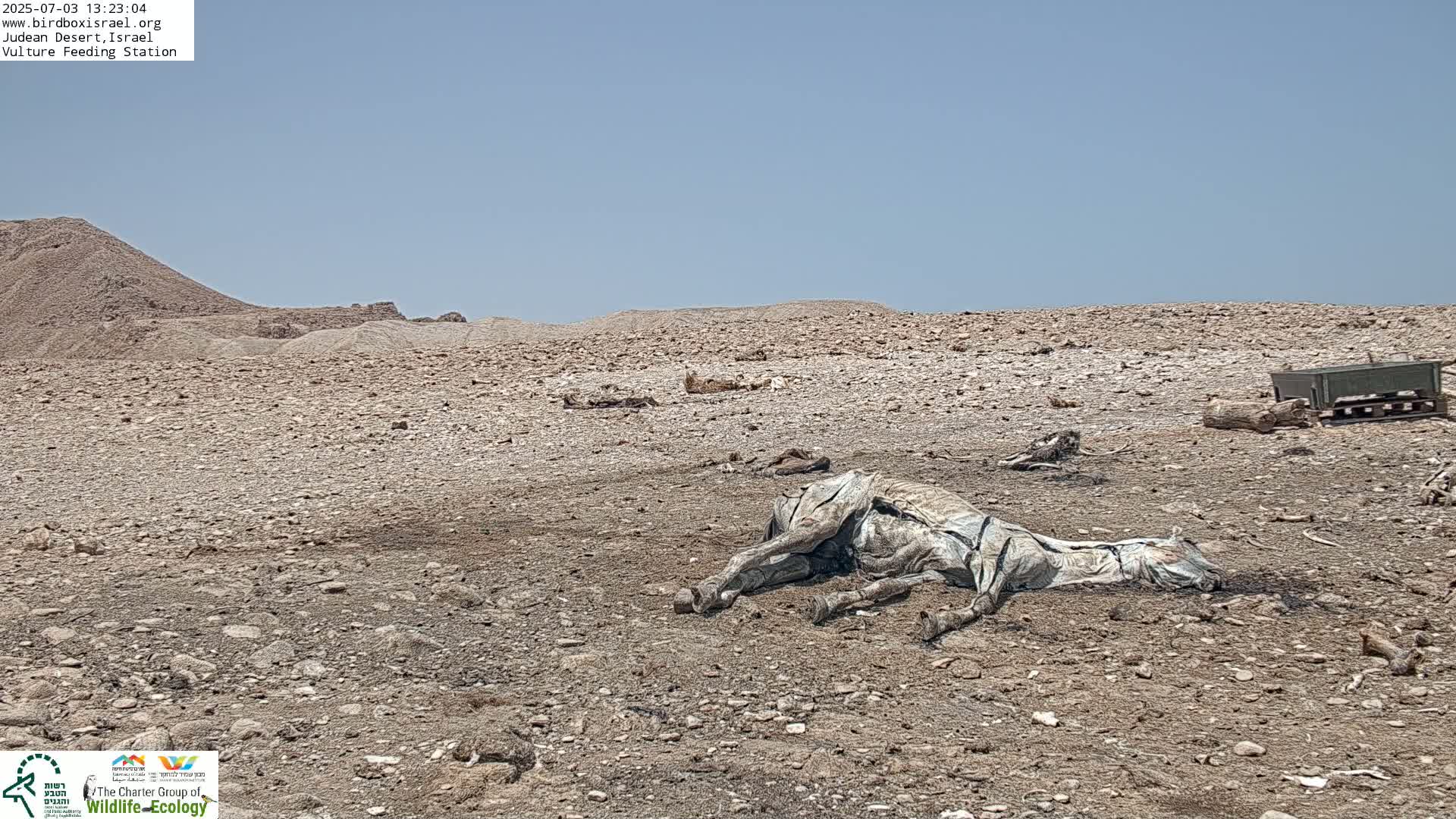 Midbar Yehuda (Judean Desert) Vulture Feeding Live Cam - Ubeidiya, Bethlehem, Palestine