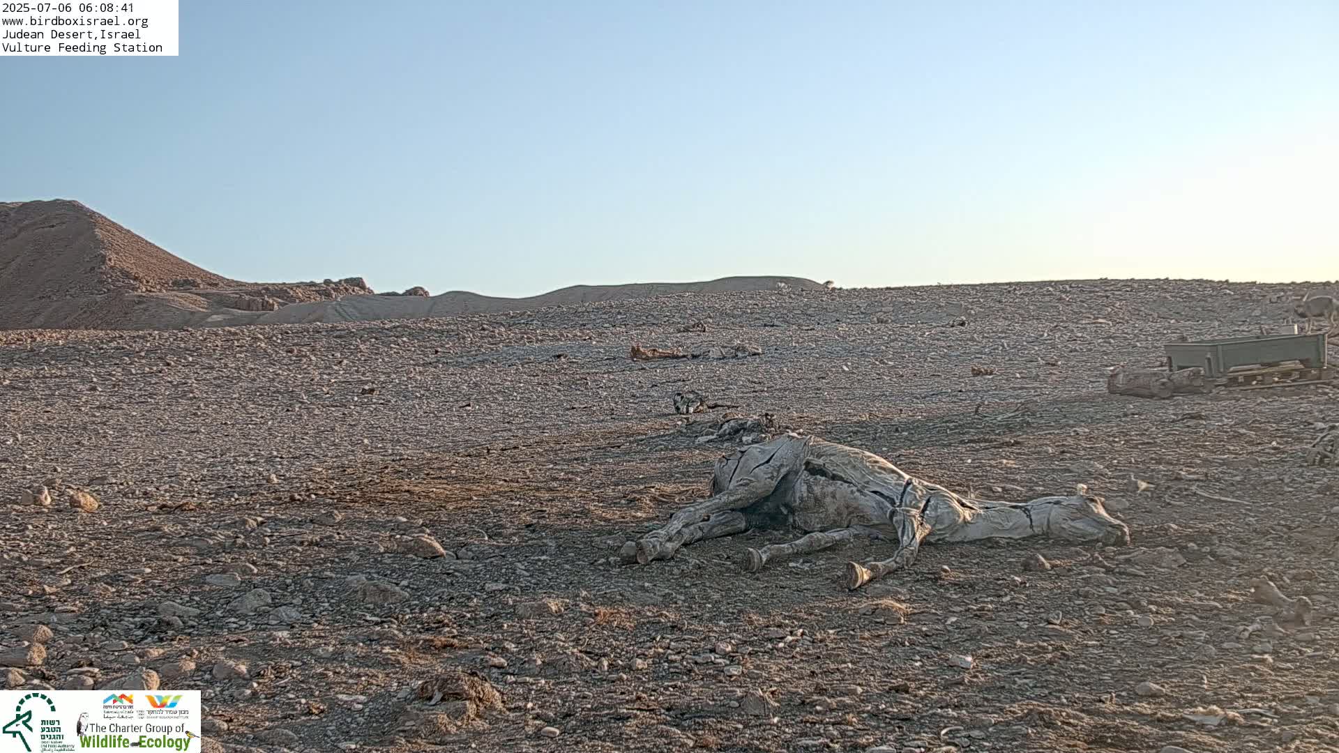 Midbar Yehuda (Judean Desert) Vulture Feeding Live Cam - Ubeidiya, Bethlehem, Palestine