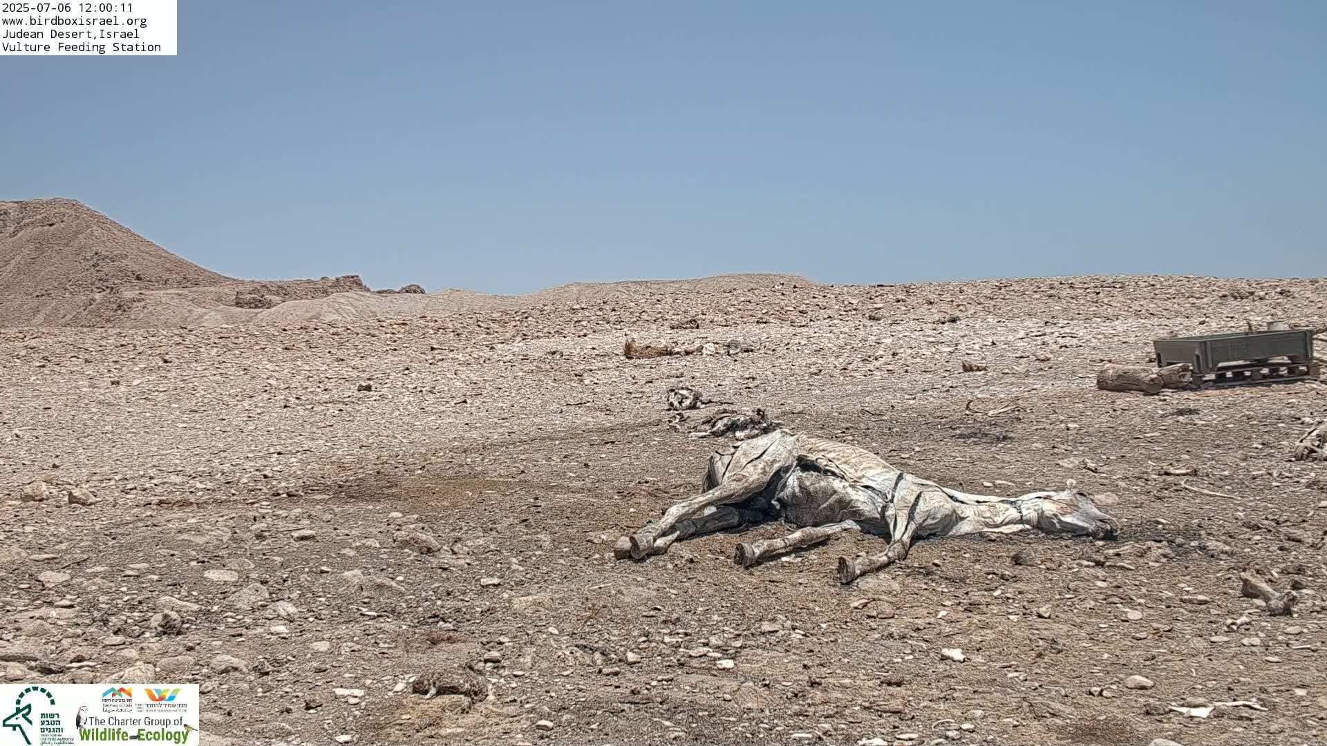 Midbar Yehuda (Judean Desert) Vulture Feeding Live Cam - Ubeidiya, Bethlehem, Palestine