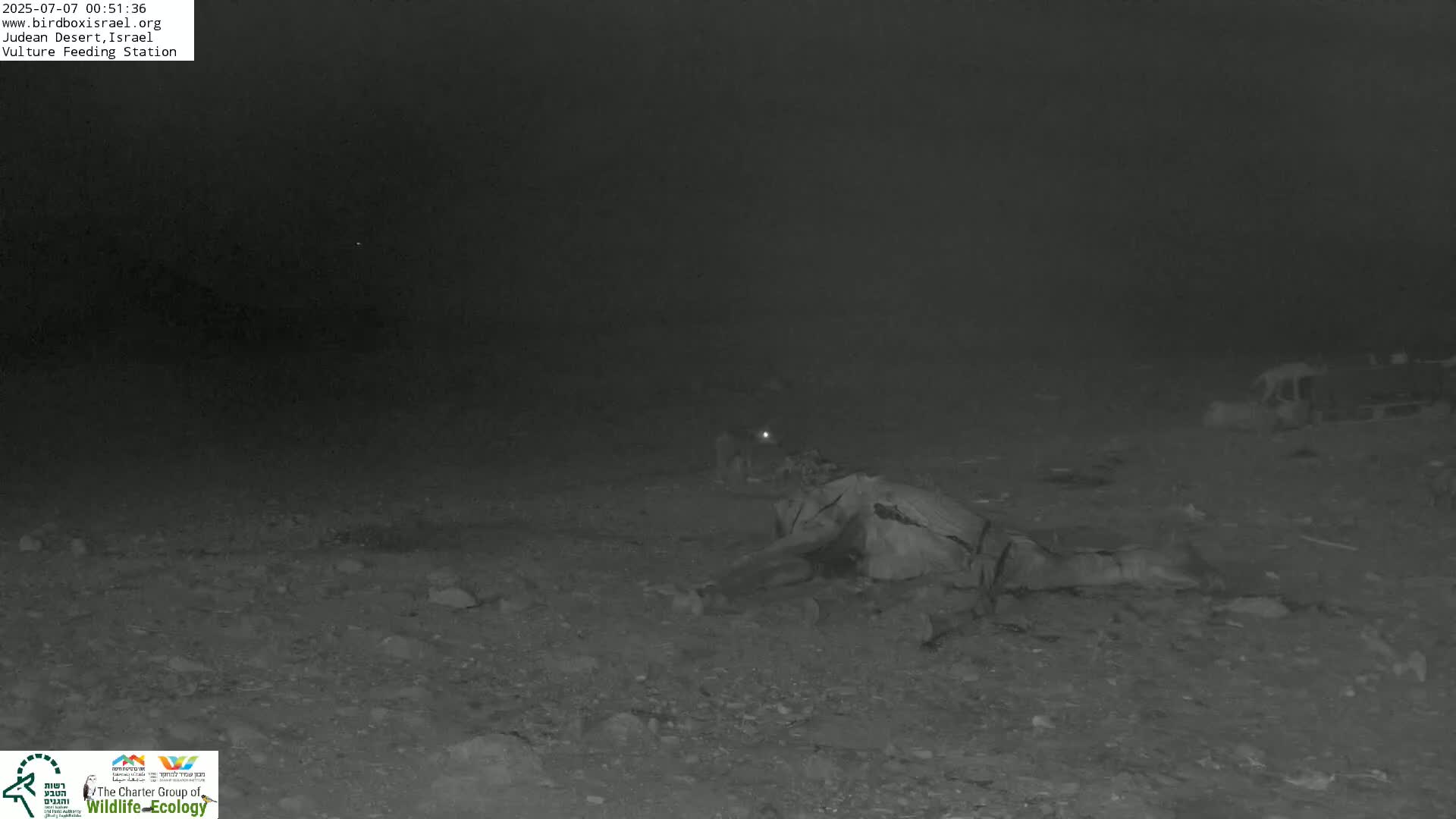 Midbar Yehuda (Judean Desert) Vulture Feeding Live Cam - Ubeidiya, Bethlehem, Palestine