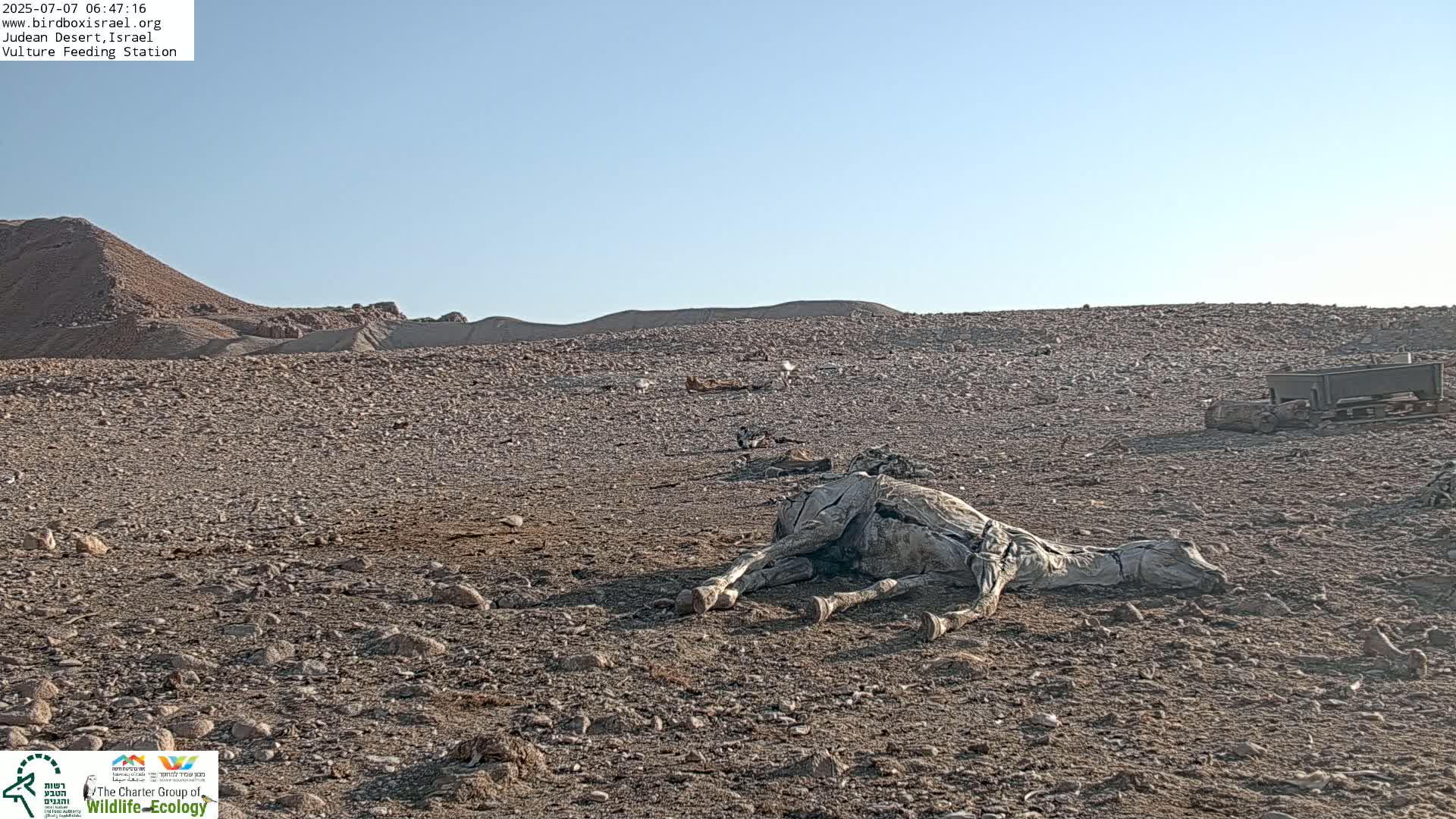Midbar Yehuda (Judean Desert) Vulture Feeding Live Cam - Ubeidiya, Bethlehem, Palestine