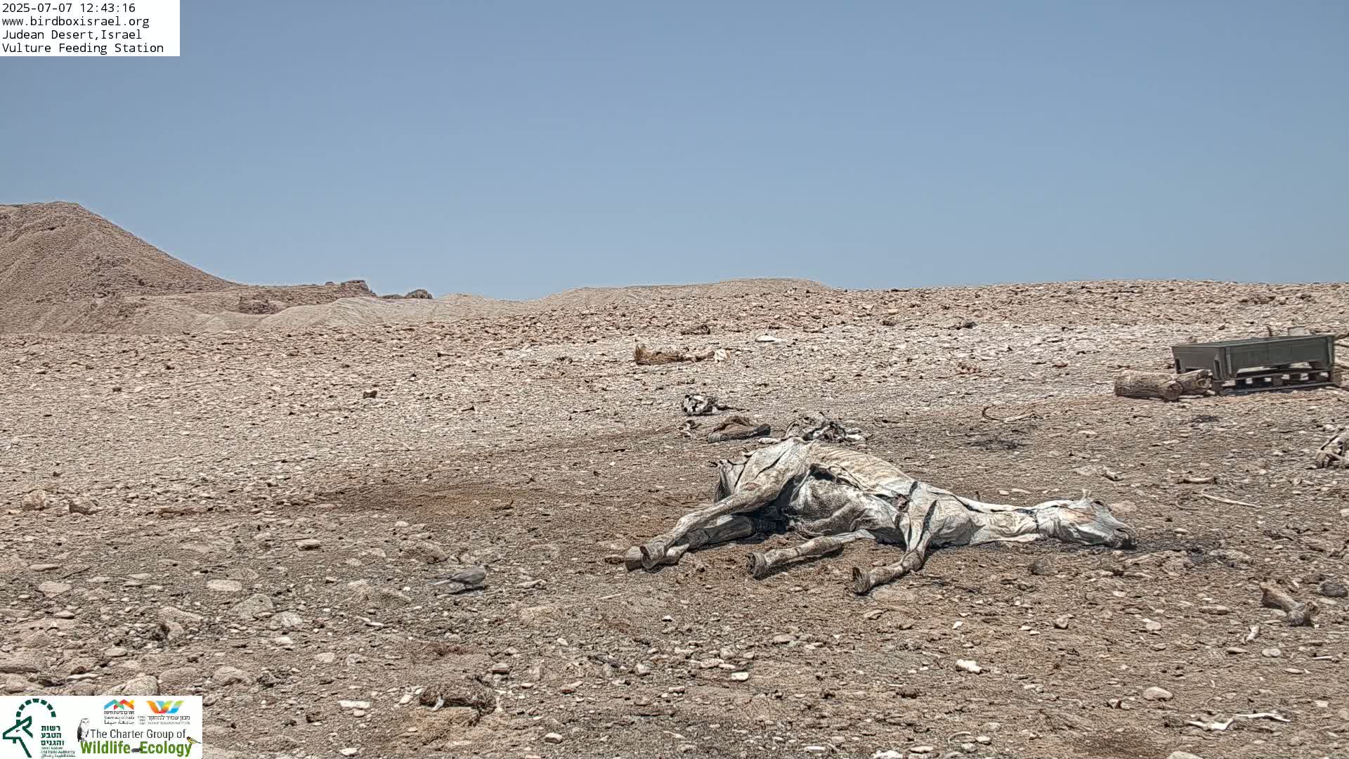 Midbar Yehuda (Judean Desert) Vulture Feeding Live Cam - Ubeidiya, Bethlehem, Palestine