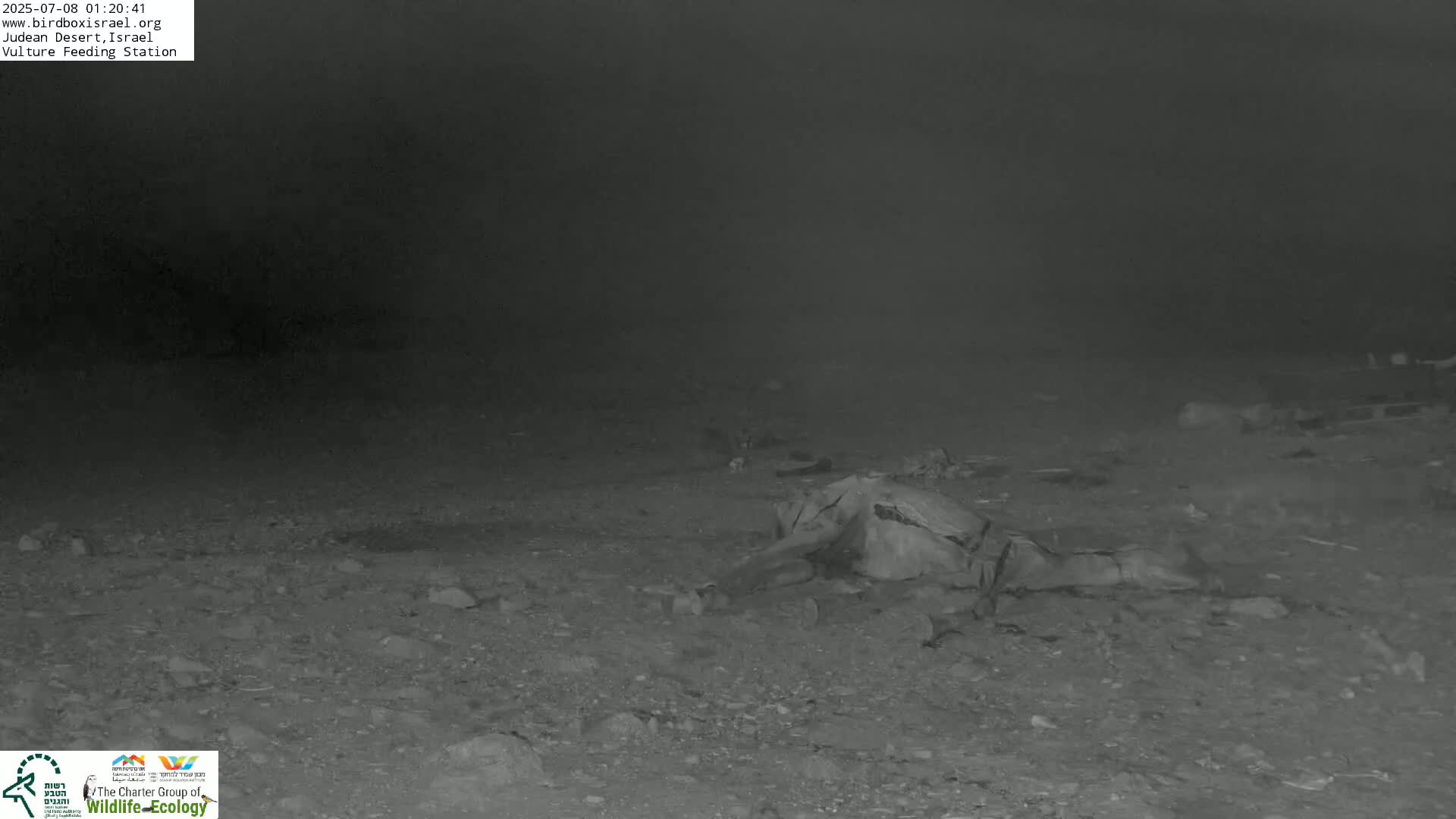 Midbar Yehuda (Judean Desert) Vulture Feeding Live Cam - Ubeidiya, Bethlehem, Palestine