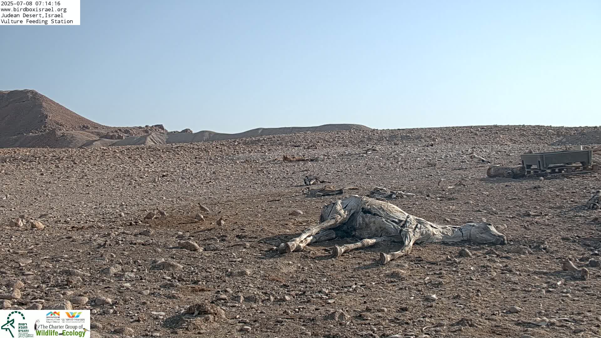 Midbar Yehuda (Judean Desert) Vulture Feeding Live Cam - Ubeidiya, Bethlehem, Palestine