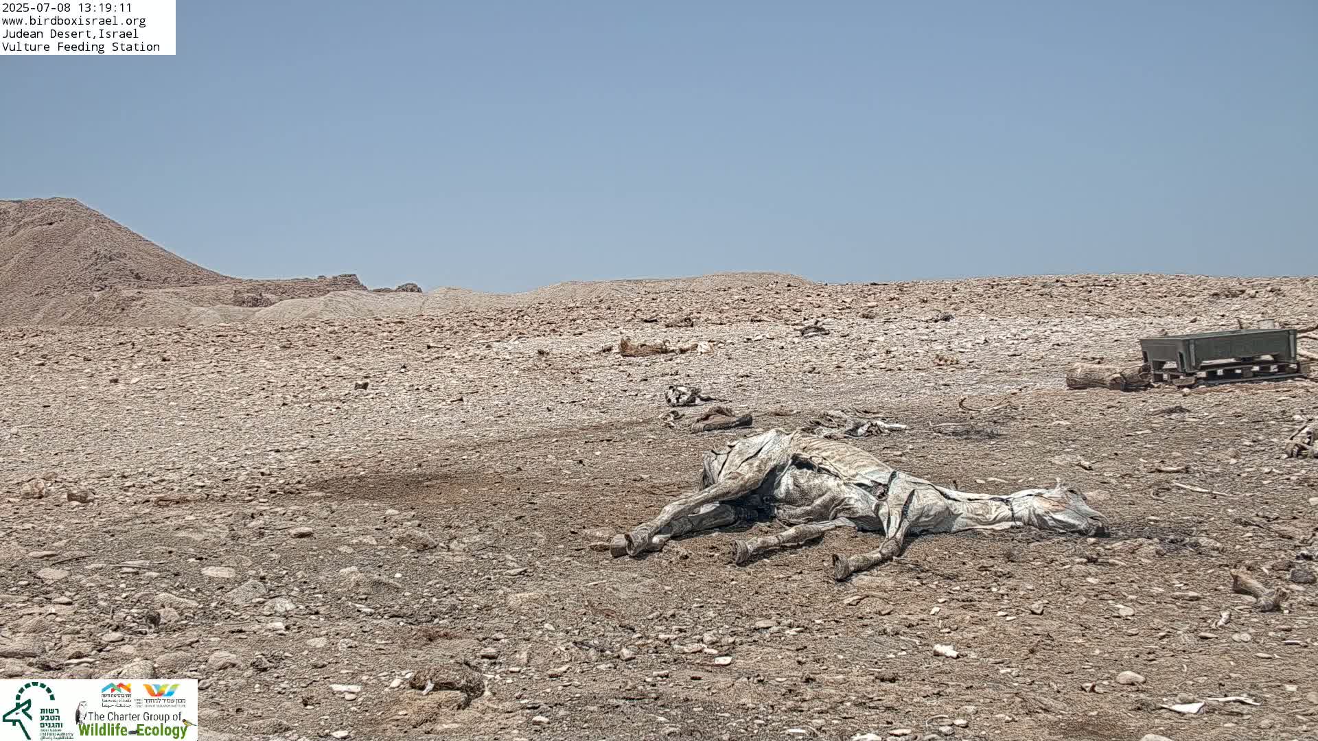 Midbar Yehuda (Judean Desert) Vulture Feeding Live Cam - Ubeidiya, Bethlehem, Palestine