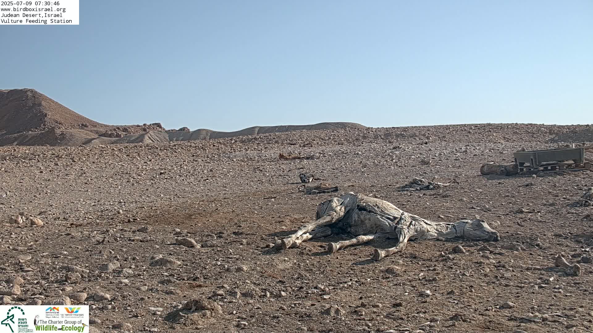 Midbar Yehuda (Judean Desert) Vulture Feeding Live Cam - Ubeidiya, Bethlehem, Palestine