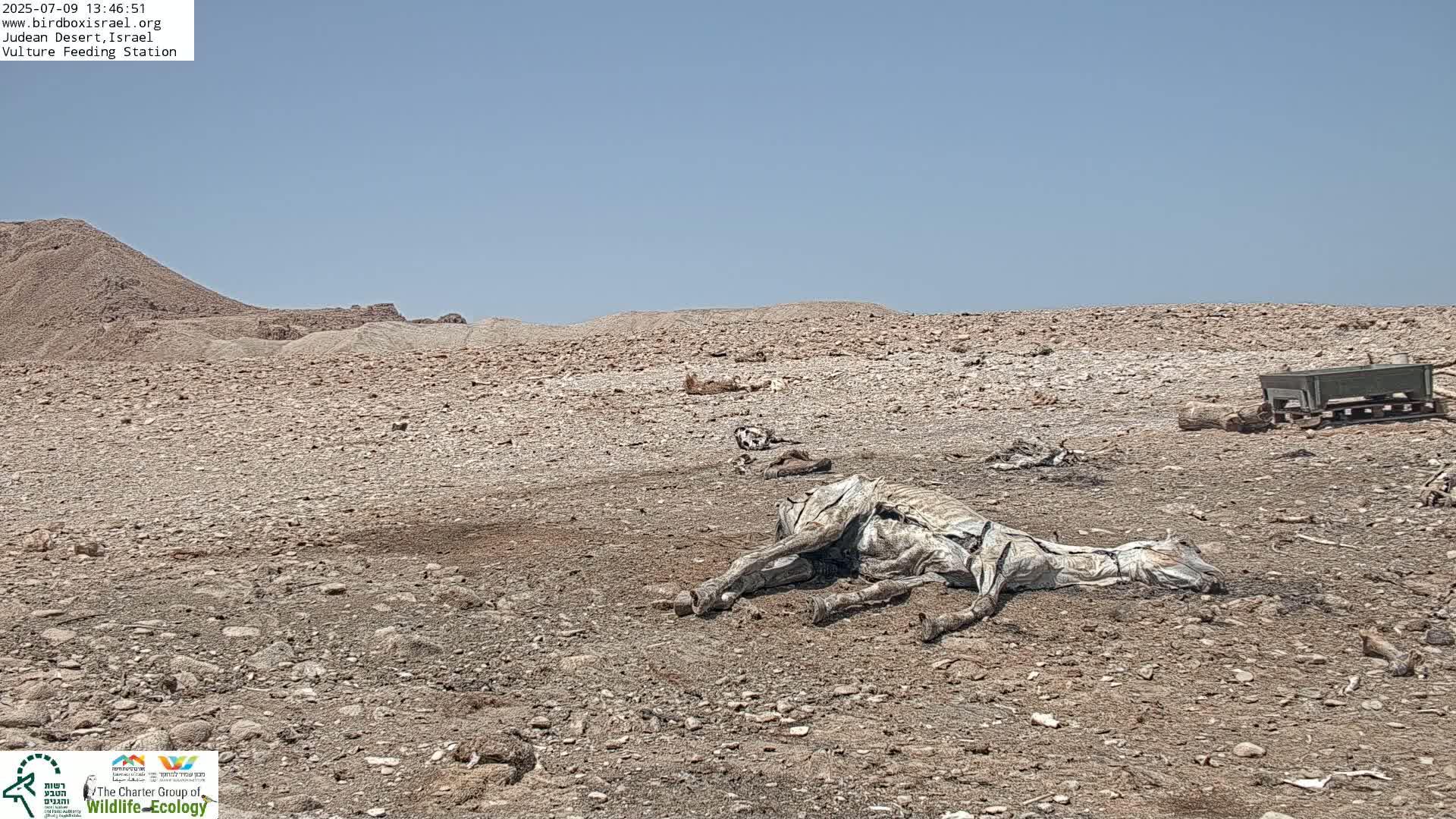 Midbar Yehuda (Judean Desert) Vulture Feeding Live Cam - Ubeidiya, Bethlehem, Palestine
