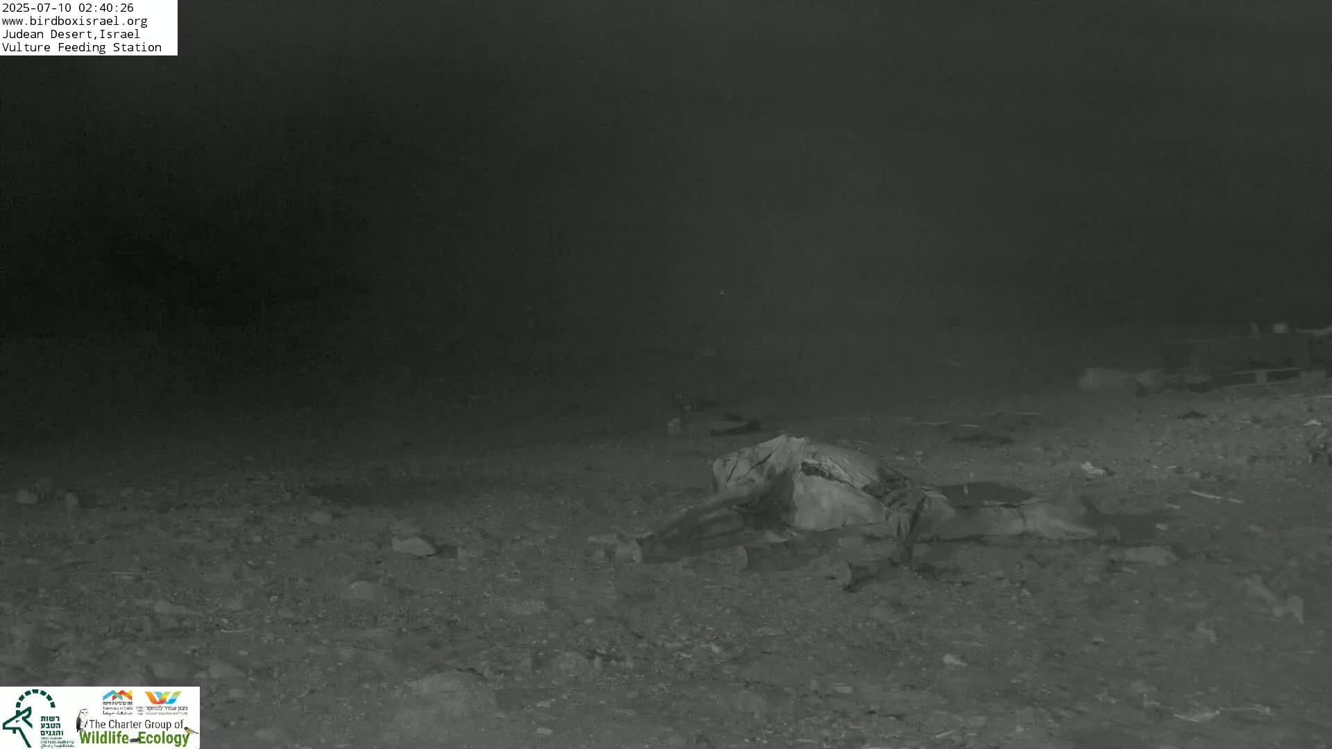 Midbar Yehuda (Judean Desert) Vulture Feeding Live Cam - Ubeidiya, Bethlehem, Palestine