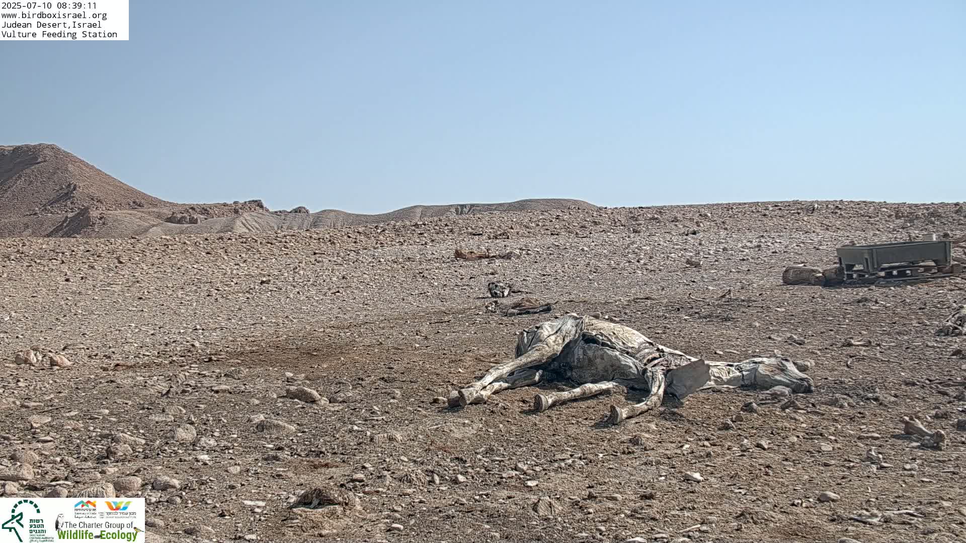 Midbar Yehuda (Judean Desert) Vulture Feeding Live Cam - Ubeidiya, Bethlehem, Palestine