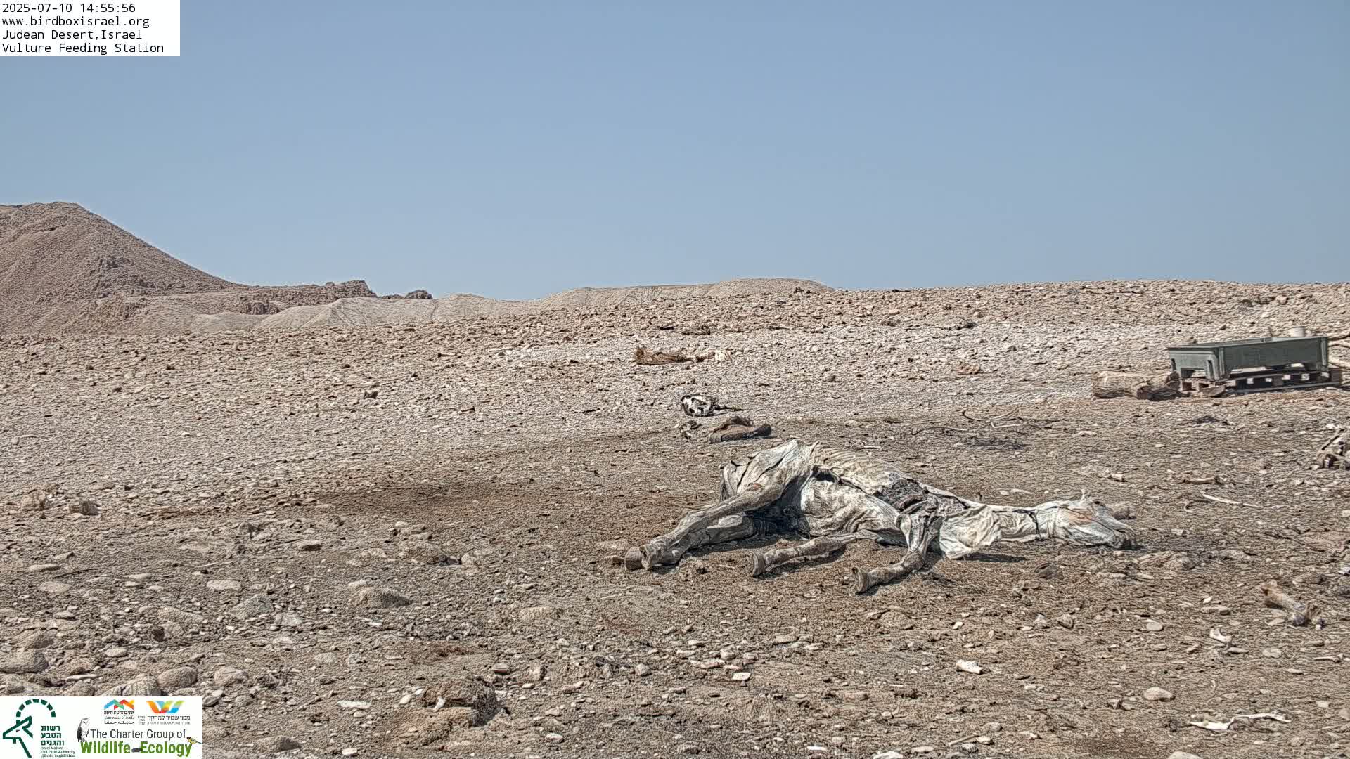 Midbar Yehuda (Judean Desert) Vulture Feeding Live Cam - Ubeidiya, Bethlehem, Palestine