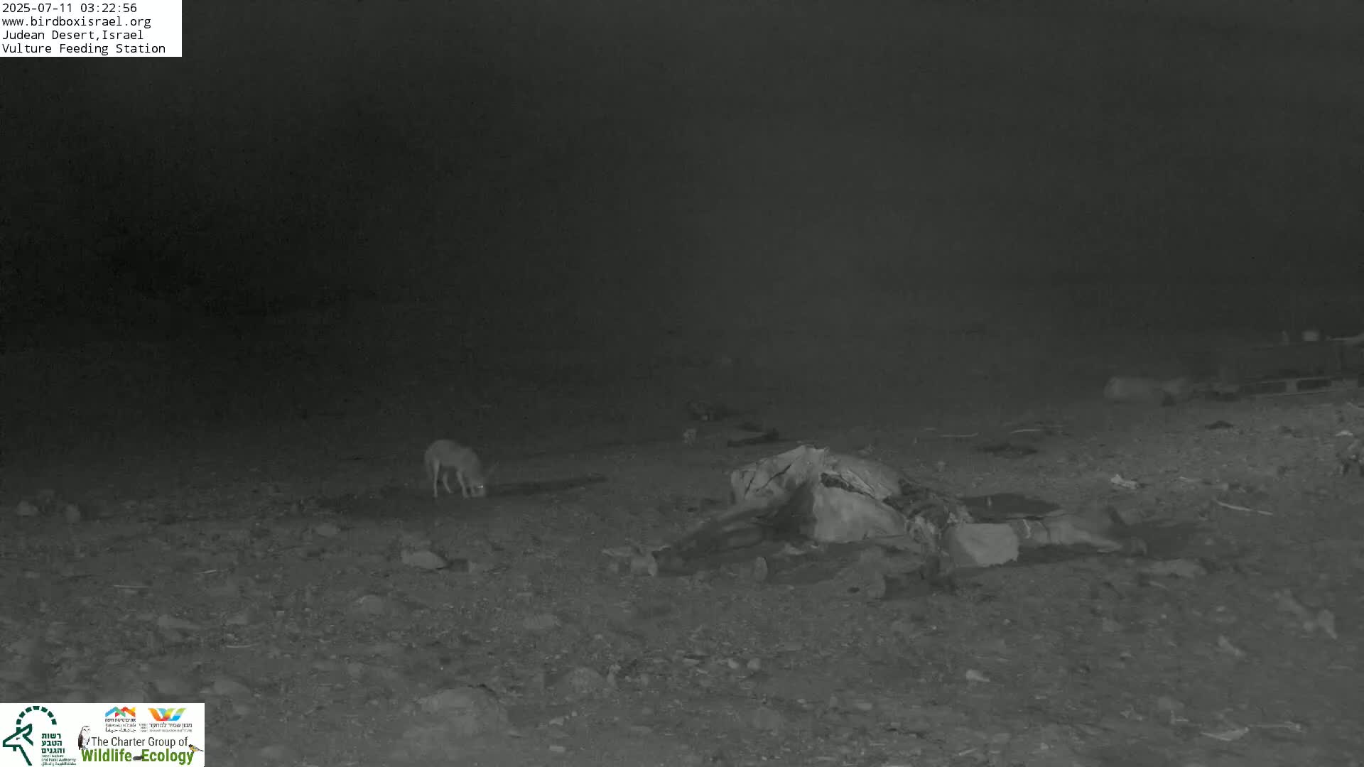 Midbar Yehuda (Judean Desert) Vulture Feeding Live Cam - Ubeidiya, Bethlehem, Palestine