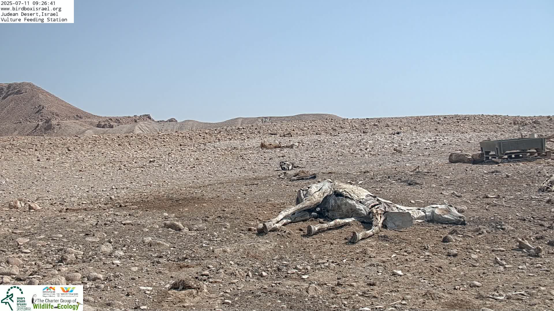 Midbar Yehuda (Judean Desert) Vulture Feeding Live Cam - Ubeidiya, Bethlehem, Palestine
