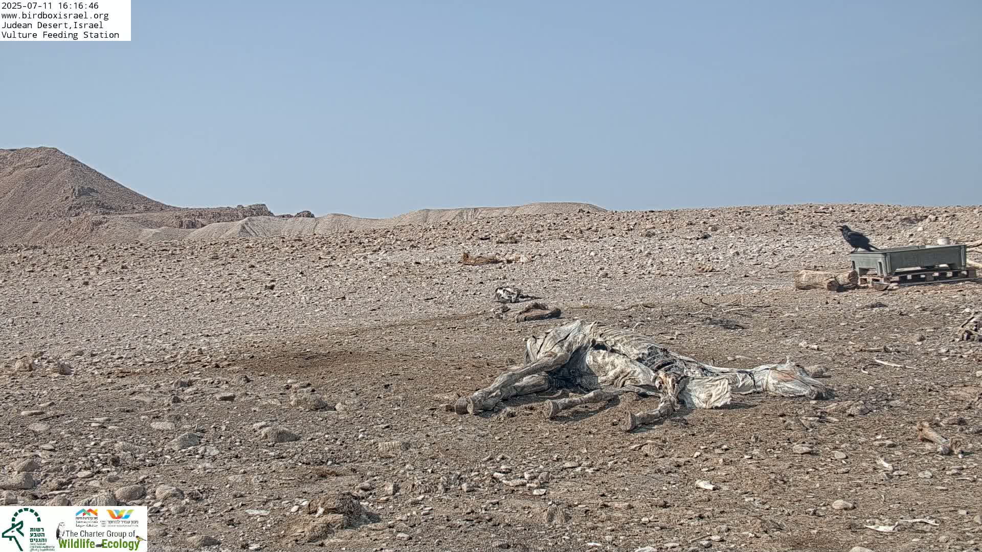 Midbar Yehuda (Judean Desert) Vulture Feeding Live Cam - Ubeidiya, Bethlehem, Palestine