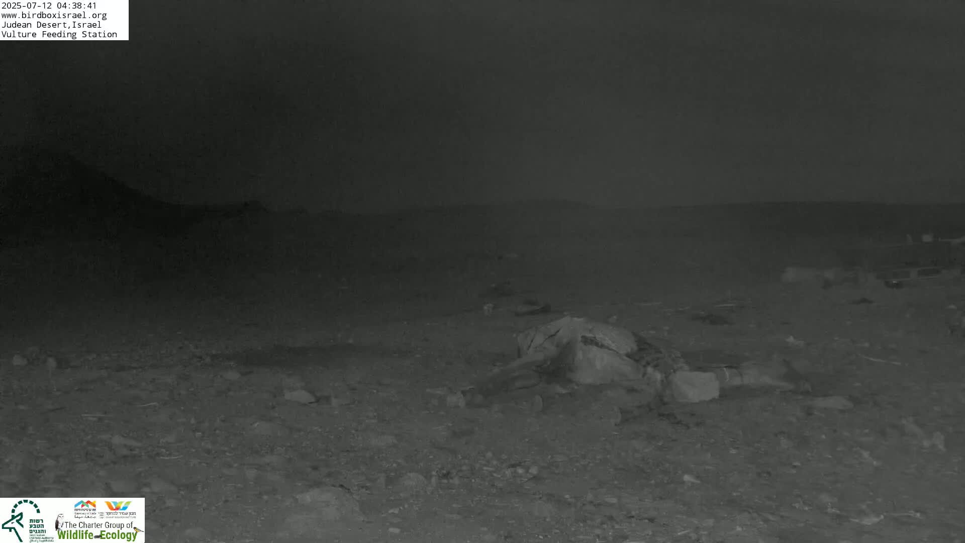Midbar Yehuda (Judean Desert) Vulture Feeding Live Cam - Ubeidiya, Bethlehem, Palestine