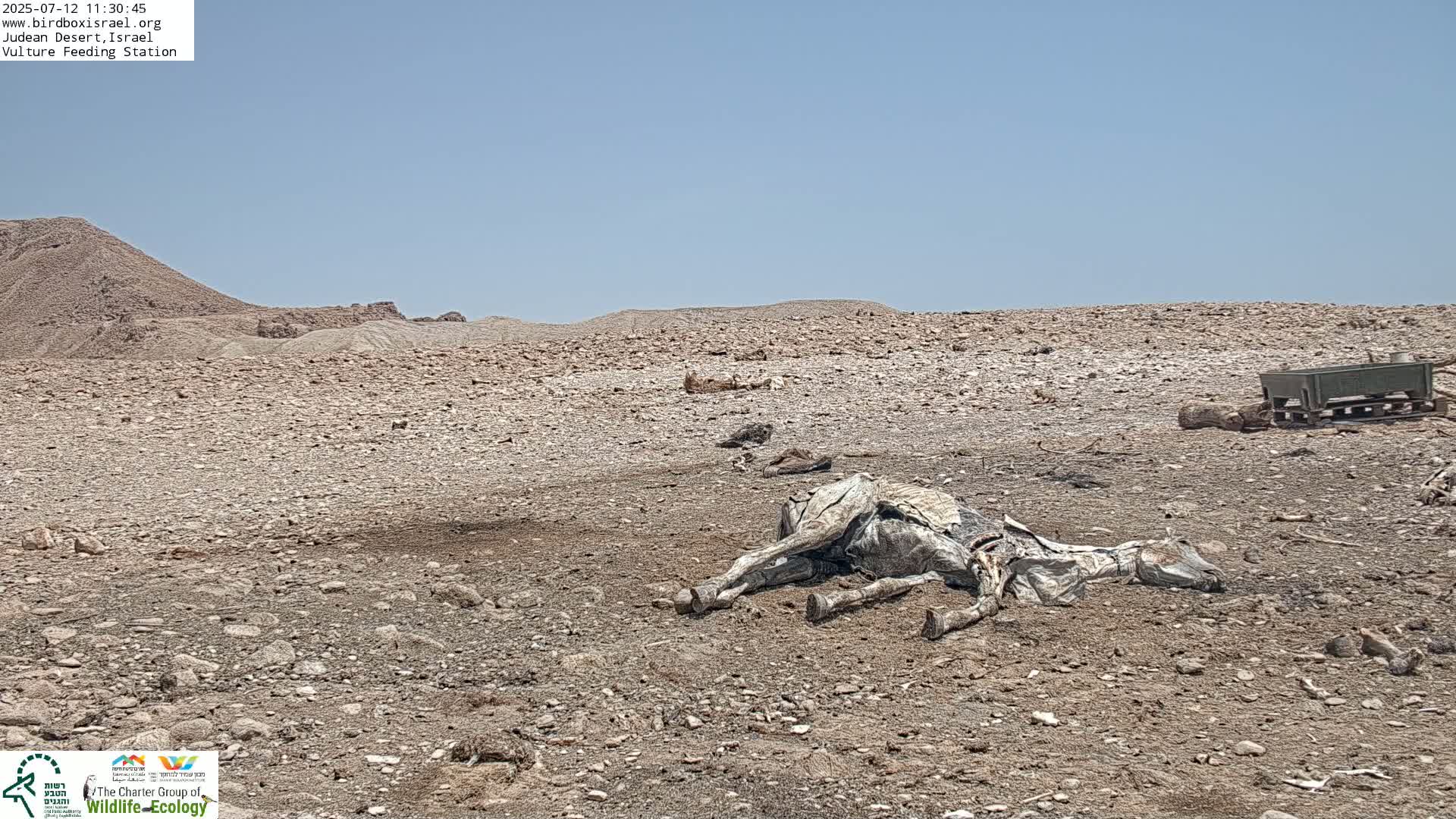 Midbar Yehuda (Judean Desert) Vulture Feeding Live Cam - Ubeidiya, Bethlehem, Palestine