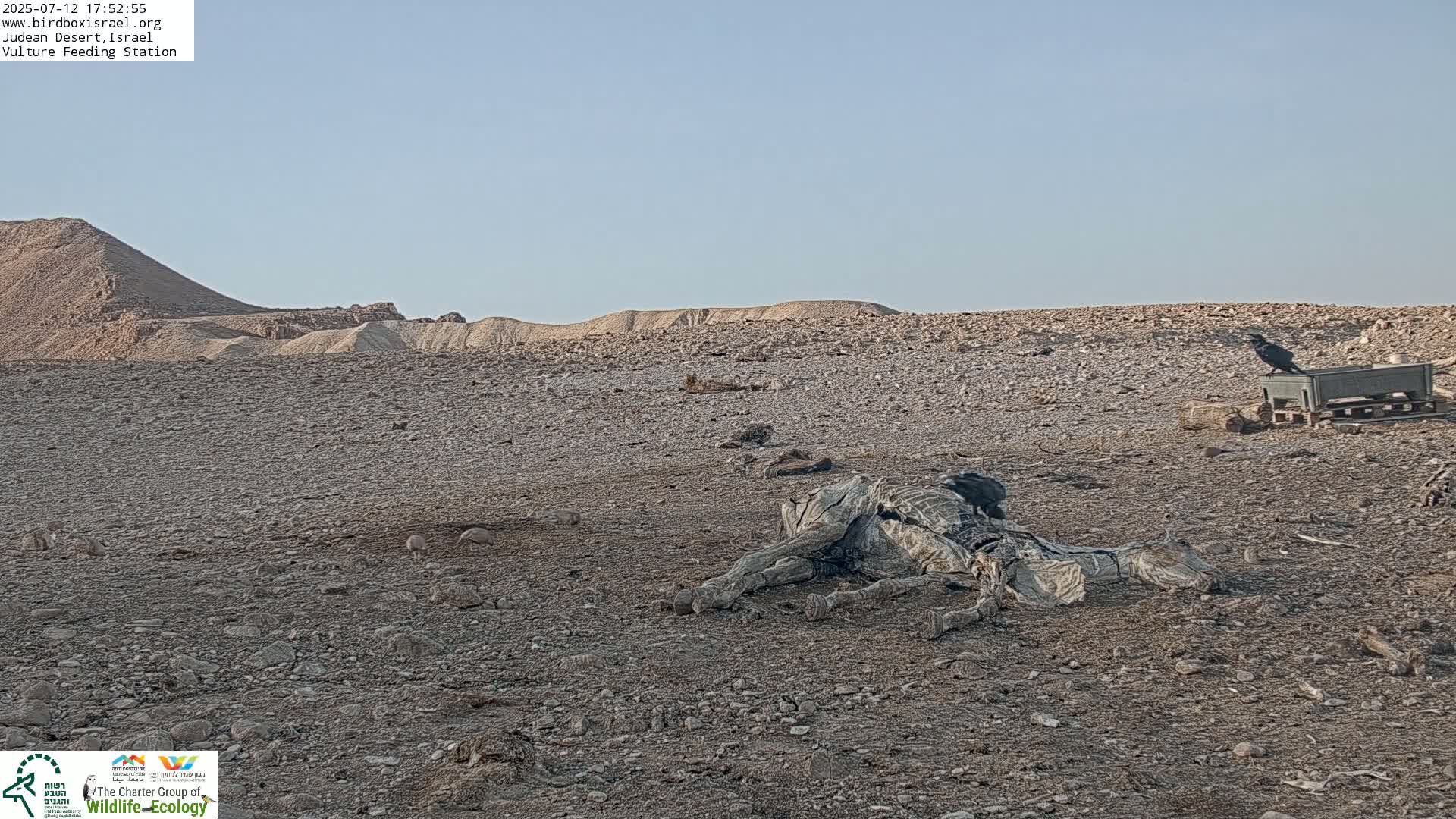 Midbar Yehuda (Judean Desert) Vulture Feeding Live Cam - Ubeidiya, Bethlehem, Palestine
