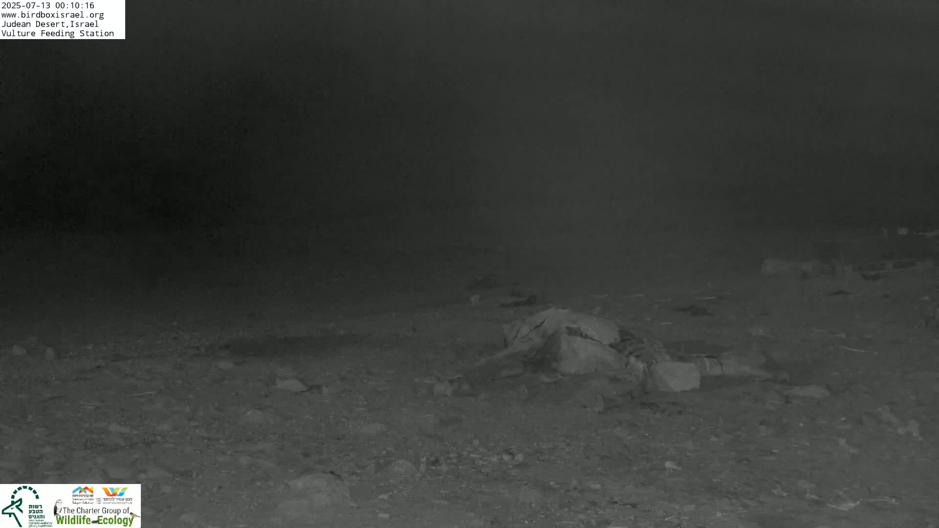 Midbar Yehuda (Judean Desert) Vulture Feeding Live Cam - Ubeidiya, Bethlehem, Palestine