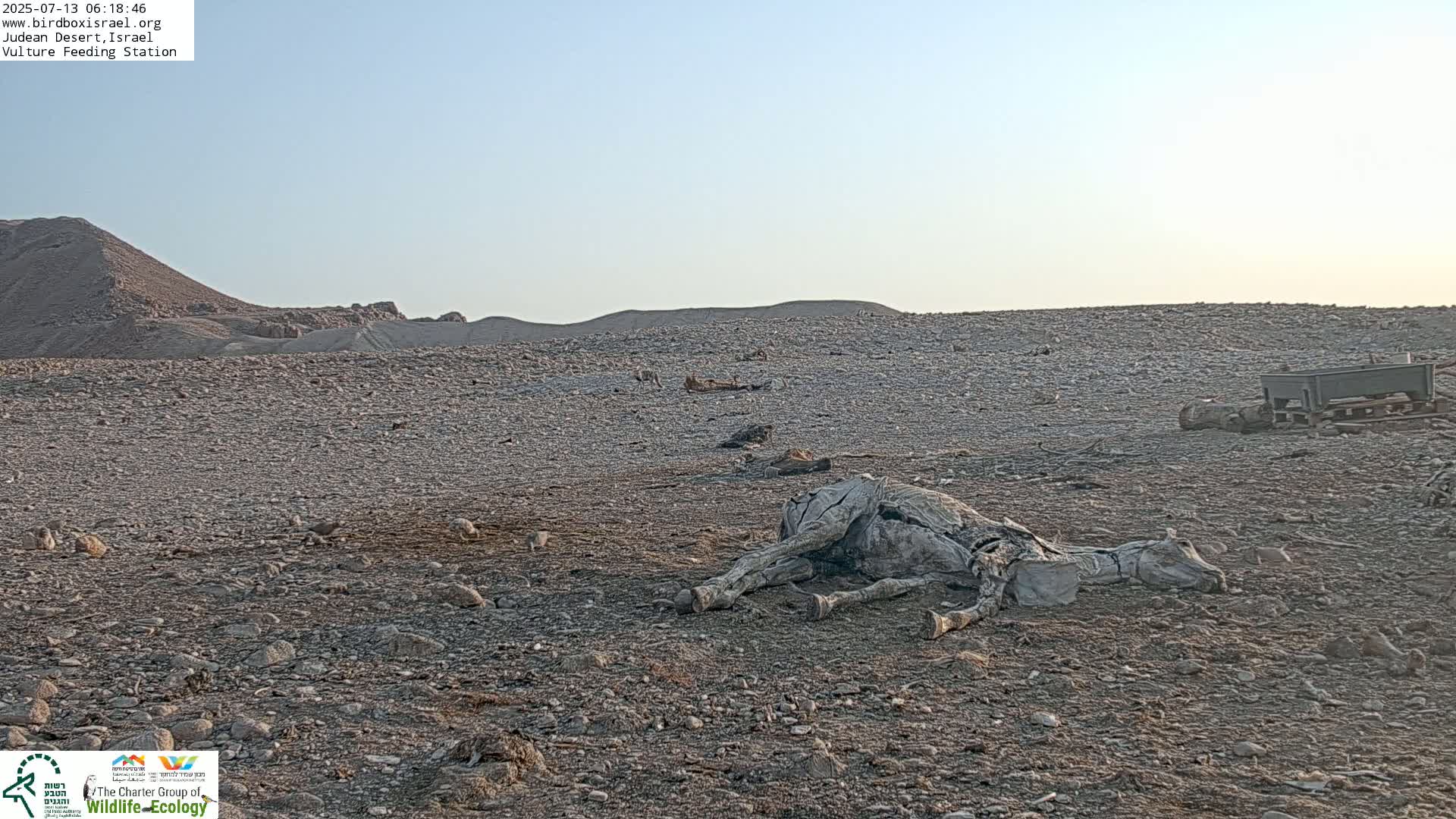 Midbar Yehuda (Judean Desert) Vulture Feeding Live Cam - Ubeidiya, Bethlehem, Palestine
