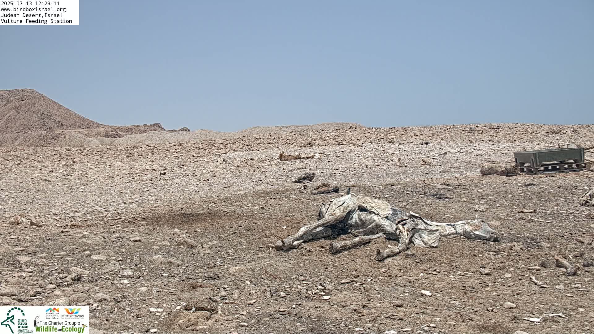 Midbar Yehuda (Judean Desert) Vulture Feeding Live Cam - Ubeidiya, Bethlehem, Palestine