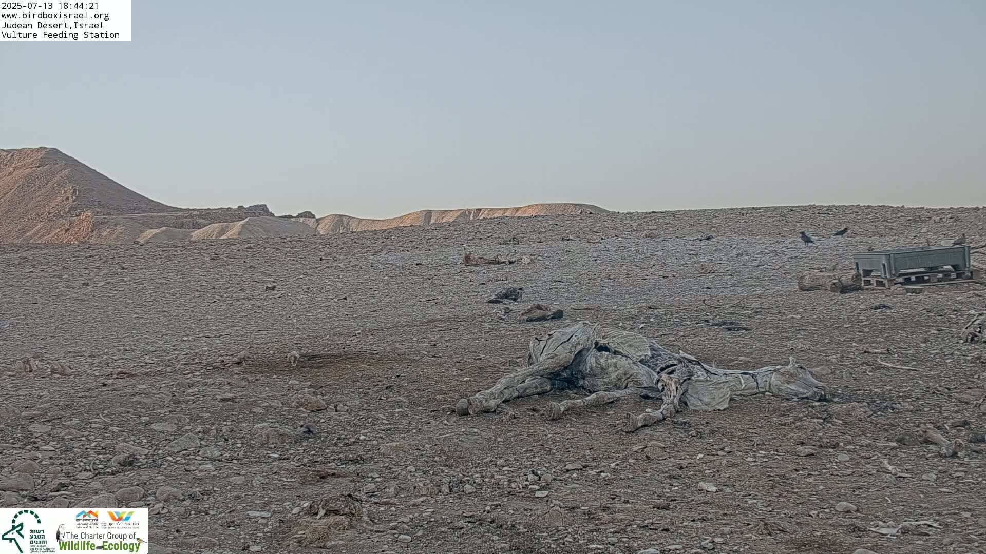Midbar Yehuda (Judean Desert) Vulture Feeding Live Cam - Ubeidiya, Bethlehem, Palestine