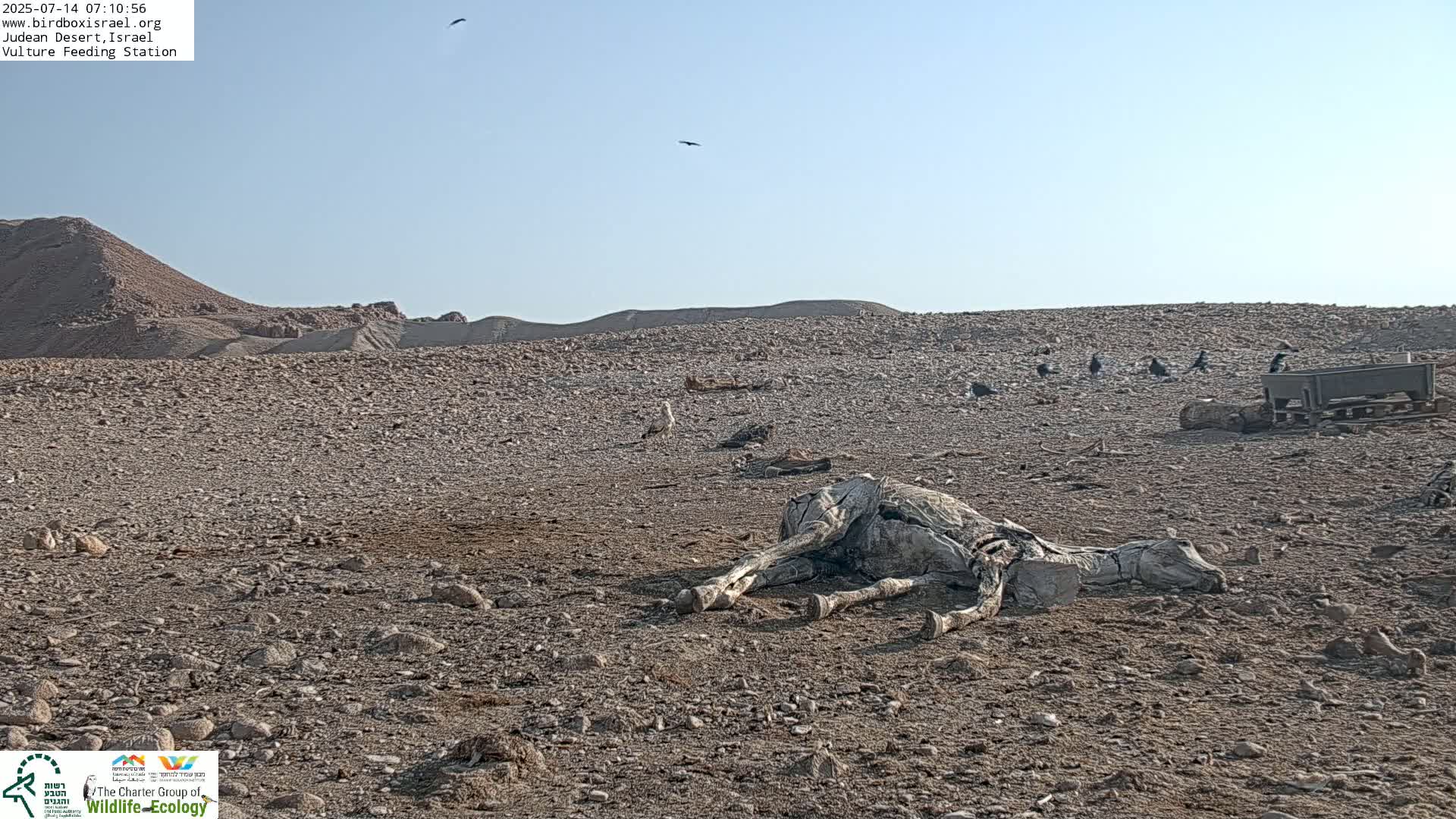 Midbar Yehuda (Judean Desert) Vulture Feeding Live Cam - Ubeidiya, Bethlehem, Palestine