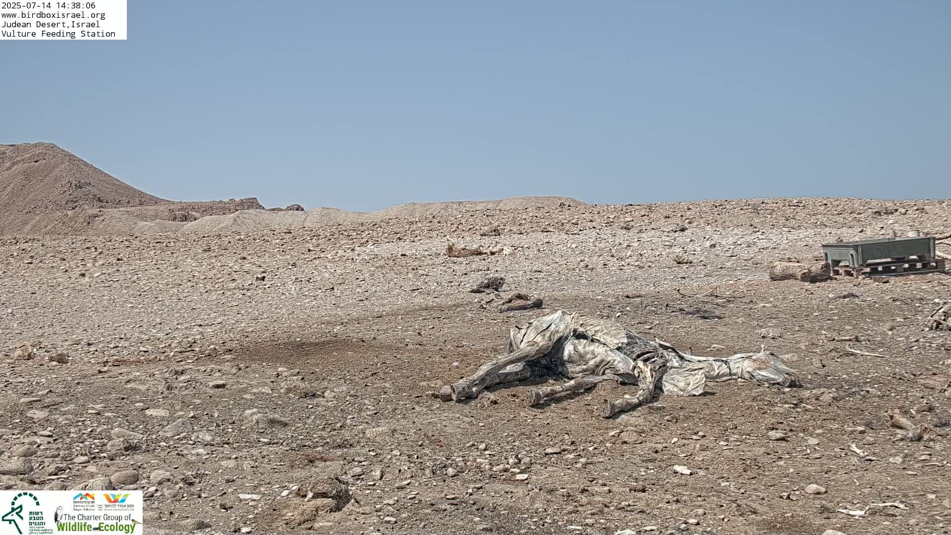 Midbar Yehuda (Judean Desert) Vulture Feeding Live Cam - Ubeidiya, Bethlehem, Palestine
