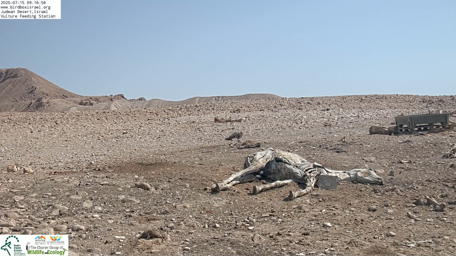 Midbar Yehuda (Judean Desert) Vulture Feeding Live Cam - Ubeidiya, Bethlehem, Palestine