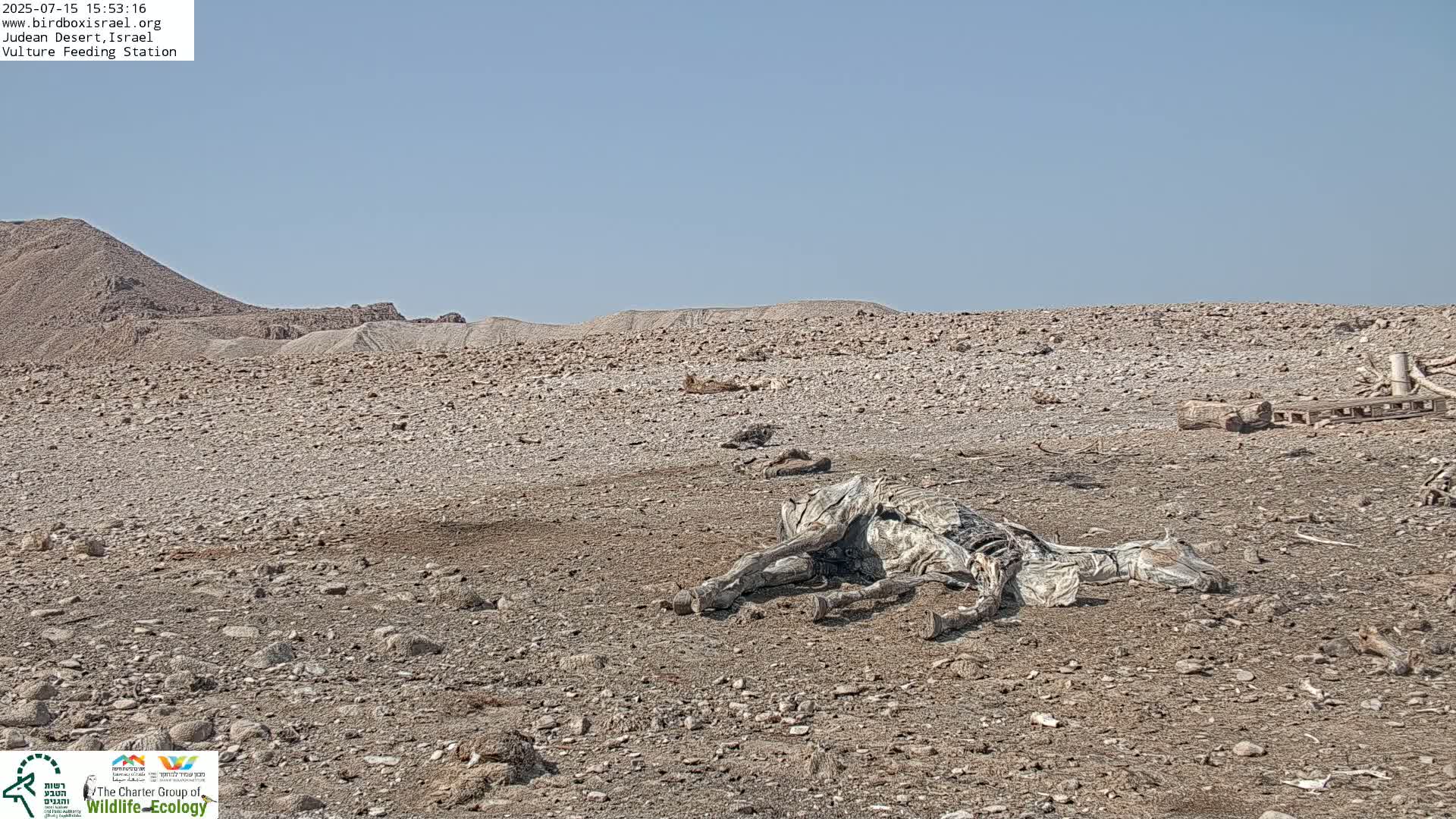 Midbar Yehuda (Judean Desert) Vulture Feeding Live Cam - Ubeidiya, Bethlehem, Palestine