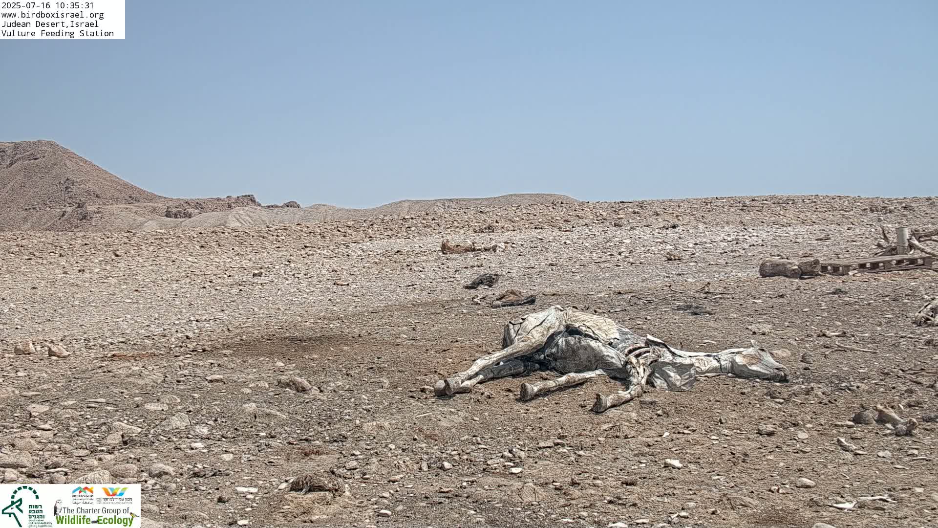 Midbar Yehuda (Judean Desert) Vulture Feeding Live Cam - Ubeidiya, Bethlehem, Palestine