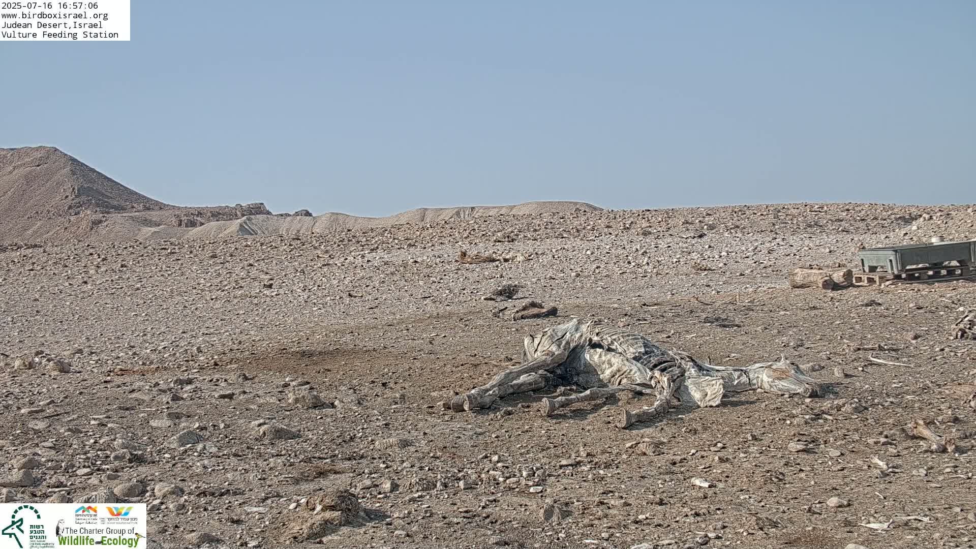 Midbar Yehuda (Judean Desert) Vulture Feeding Live Cam - Ubeidiya, Bethlehem, Palestine