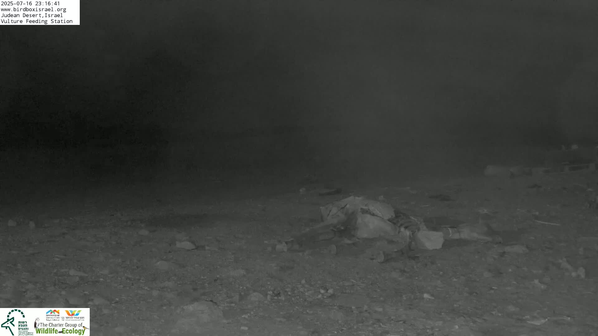 Midbar Yehuda (Judean Desert) Vulture Feeding Live Cam - Ubeidiya, Bethlehem, Palestine