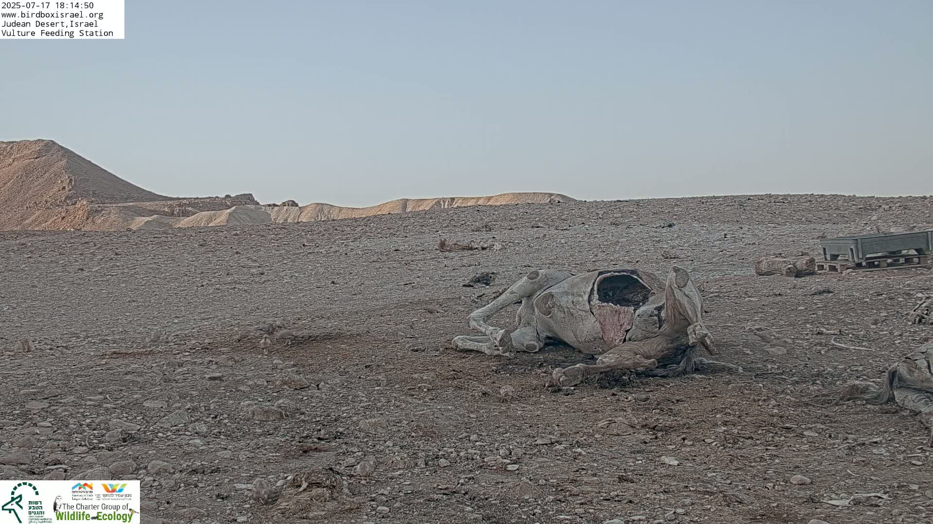 Midbar Yehuda (Judean Desert) Vulture Feeding Live Cam - Ubeidiya, Bethlehem, Palestine