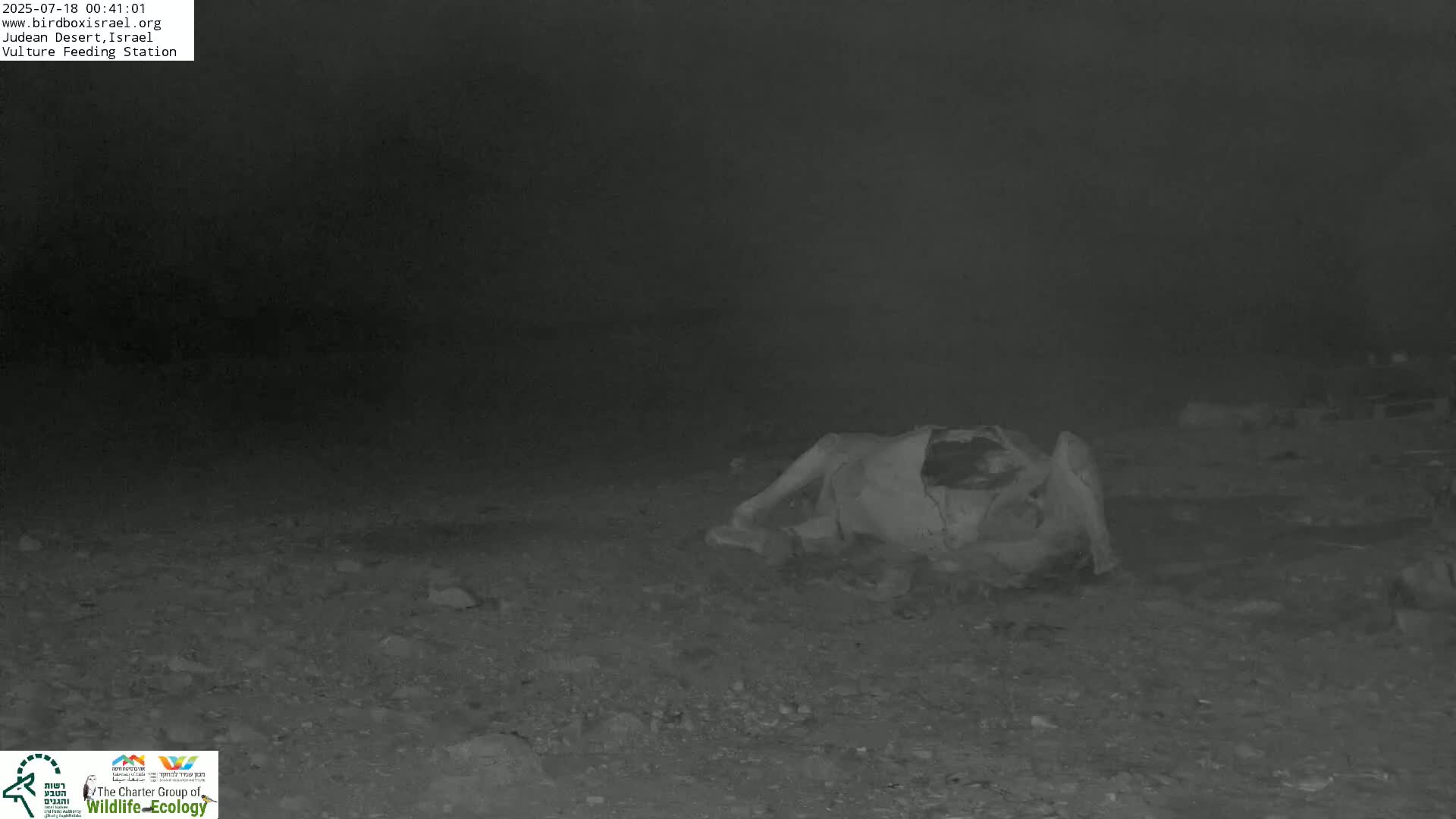 Midbar Yehuda (Judean Desert) Vulture Feeding Live Cam - Ubeidiya, Bethlehem, Palestine