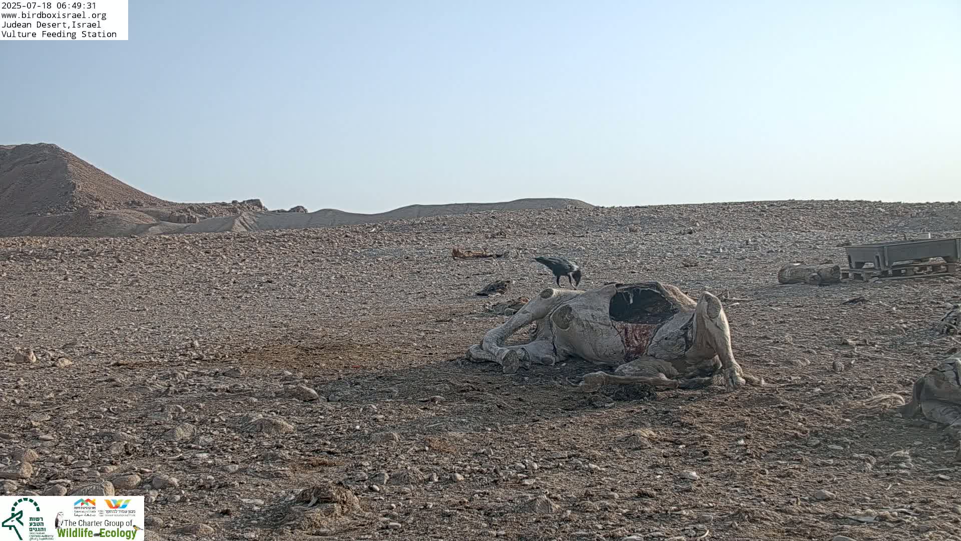 Midbar Yehuda (Judean Desert) Vulture Feeding Live Cam - Ubeidiya, Bethlehem, Palestine