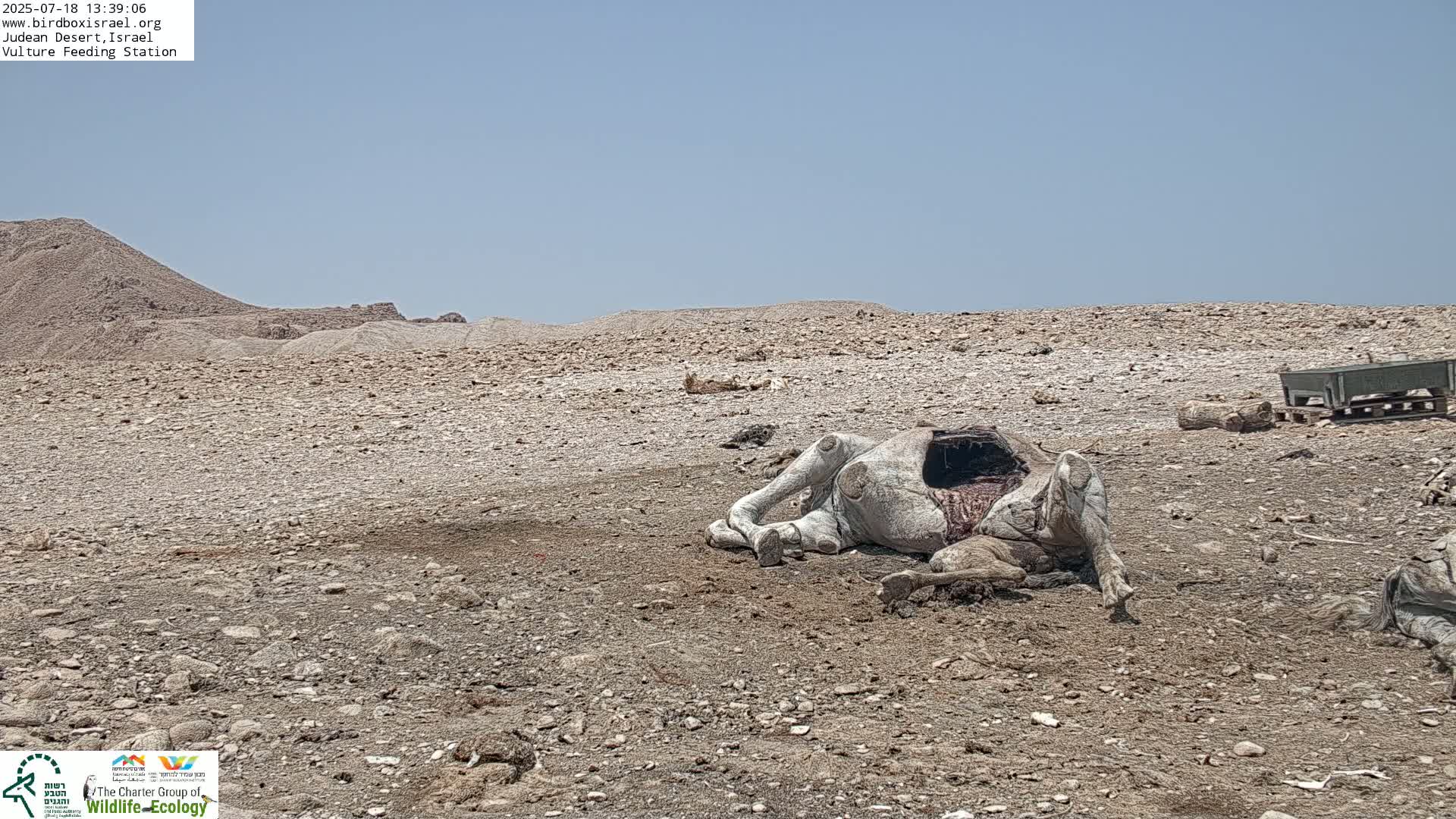 Midbar Yehuda (Judean Desert) Vulture Feeding Live Cam - Ubeidiya, Bethlehem, Palestine