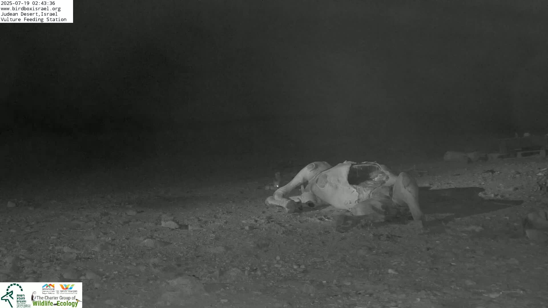 Midbar Yehuda (Judean Desert) Vulture Feeding Live Cam - Ubeidiya, Bethlehem, Palestine