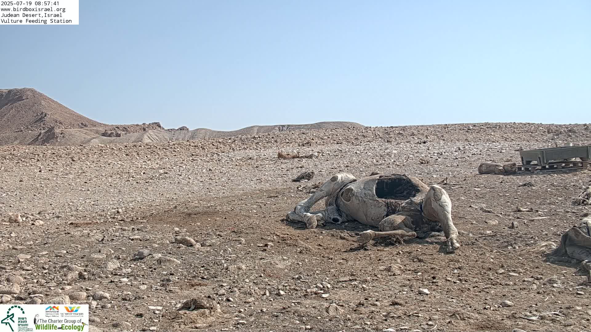 Midbar Yehuda (Judean Desert) Vulture Feeding Live Cam - Ubeidiya, Bethlehem, Palestine
